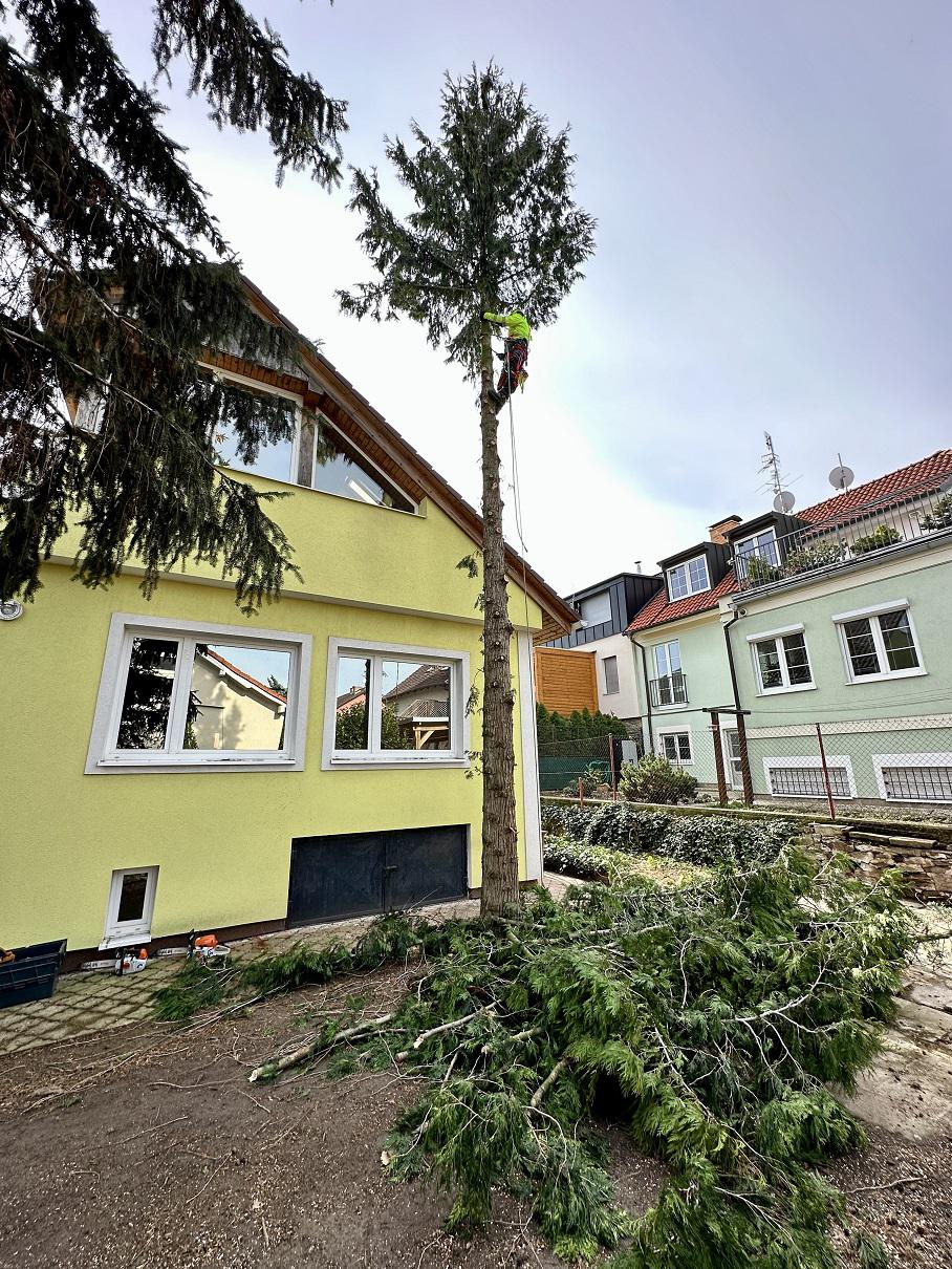 AlpinicTREE - Arboristika a rizikové kácení stromů foto 2