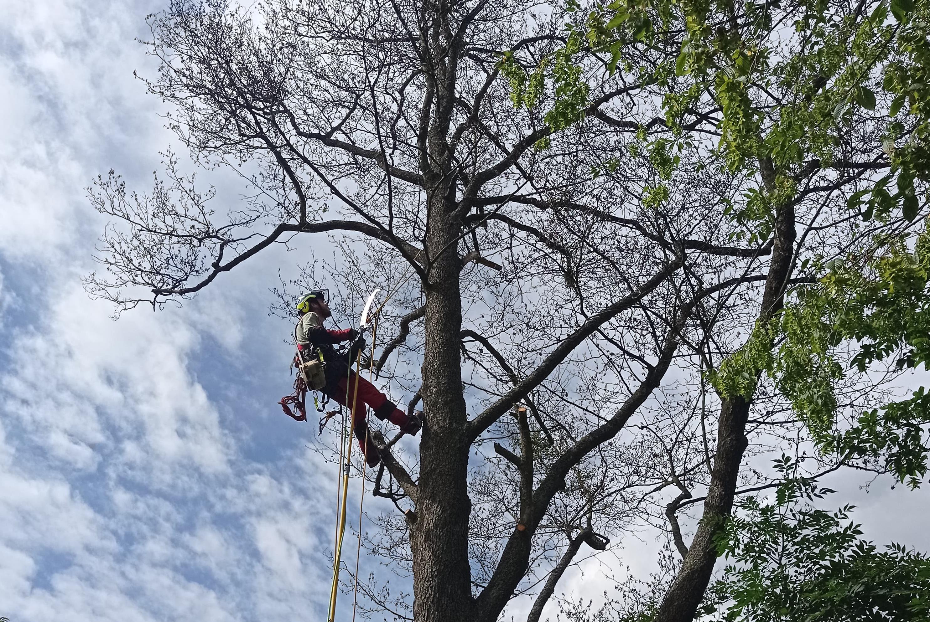 Odborné řezy stromů