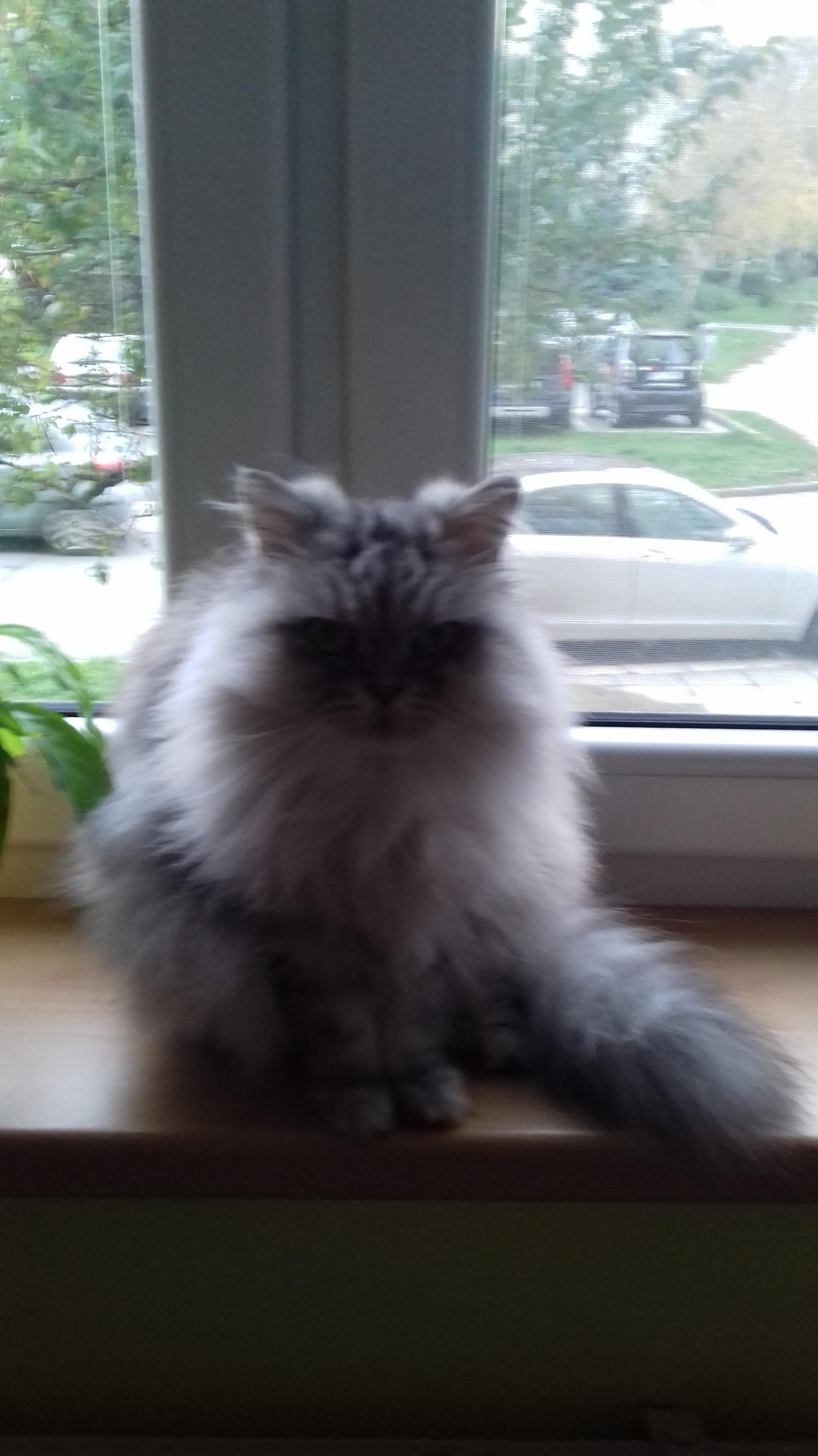 Restaurace U tří zlatých trojek foto 4