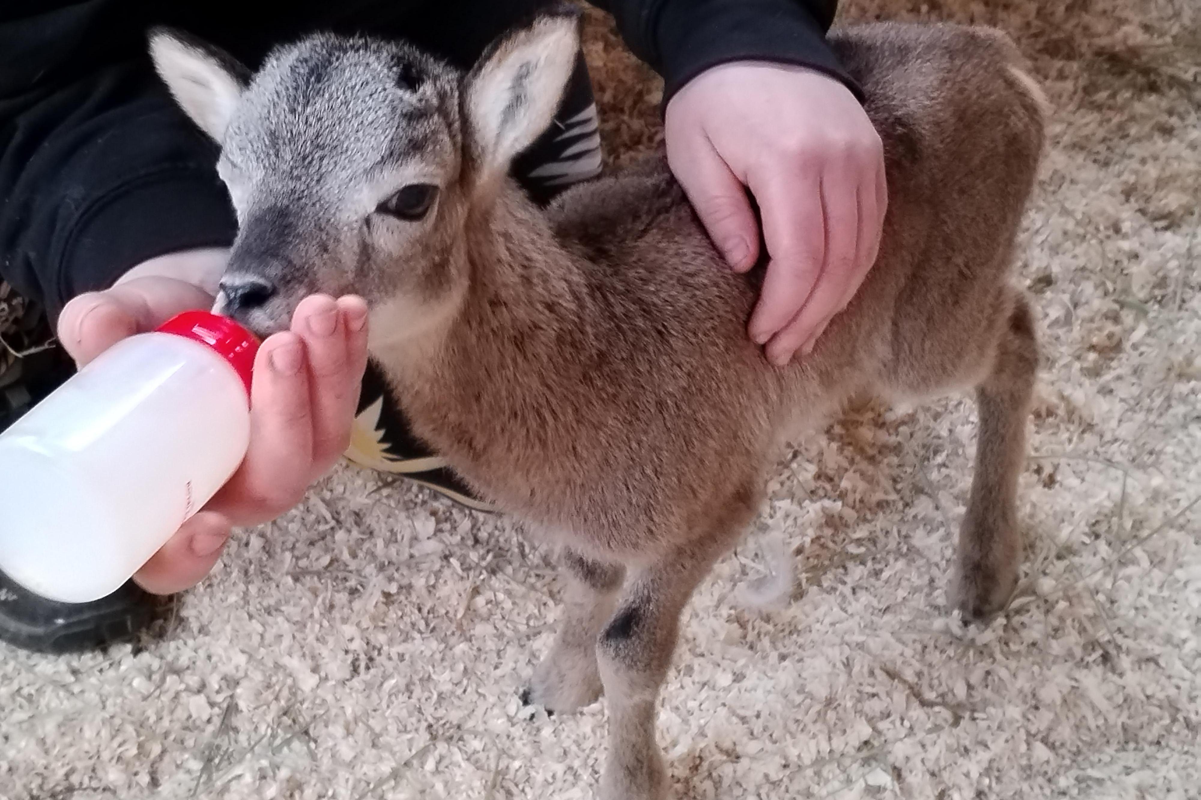 FALCO - záchranná stanice