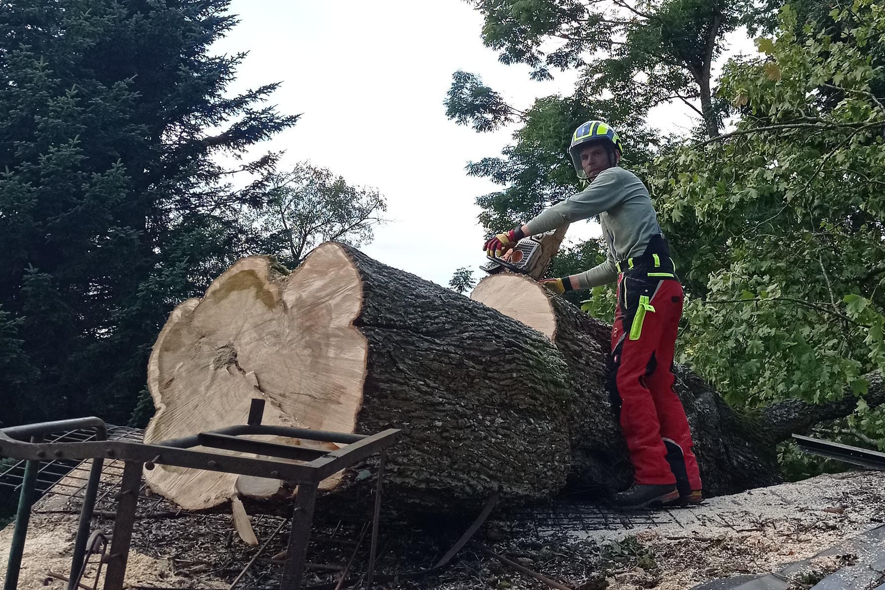 Péče o zeleň a stromolezectví - Miloš Kaucký