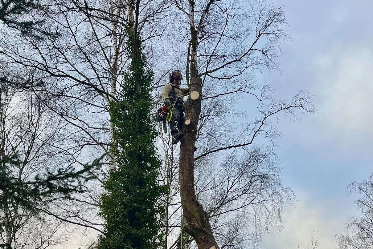 Rizikové kácení Dominik Vegricht foto 1