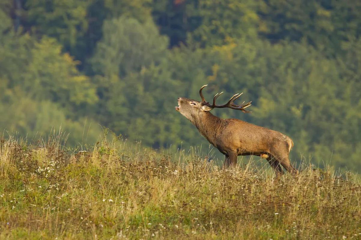 Česká Správa Myslivosti