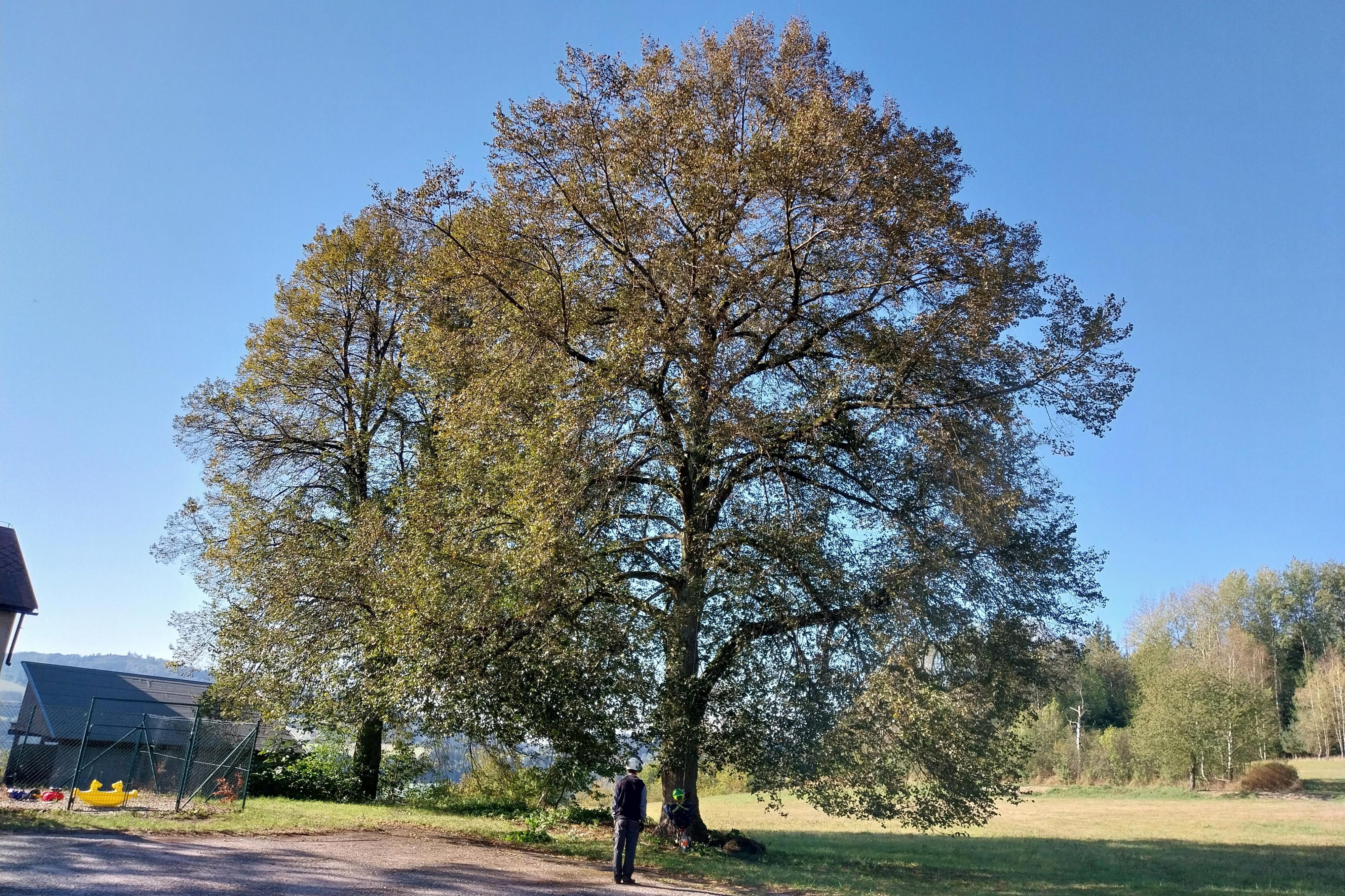 Péče o stromy - Ing. Vítězslav Prchal