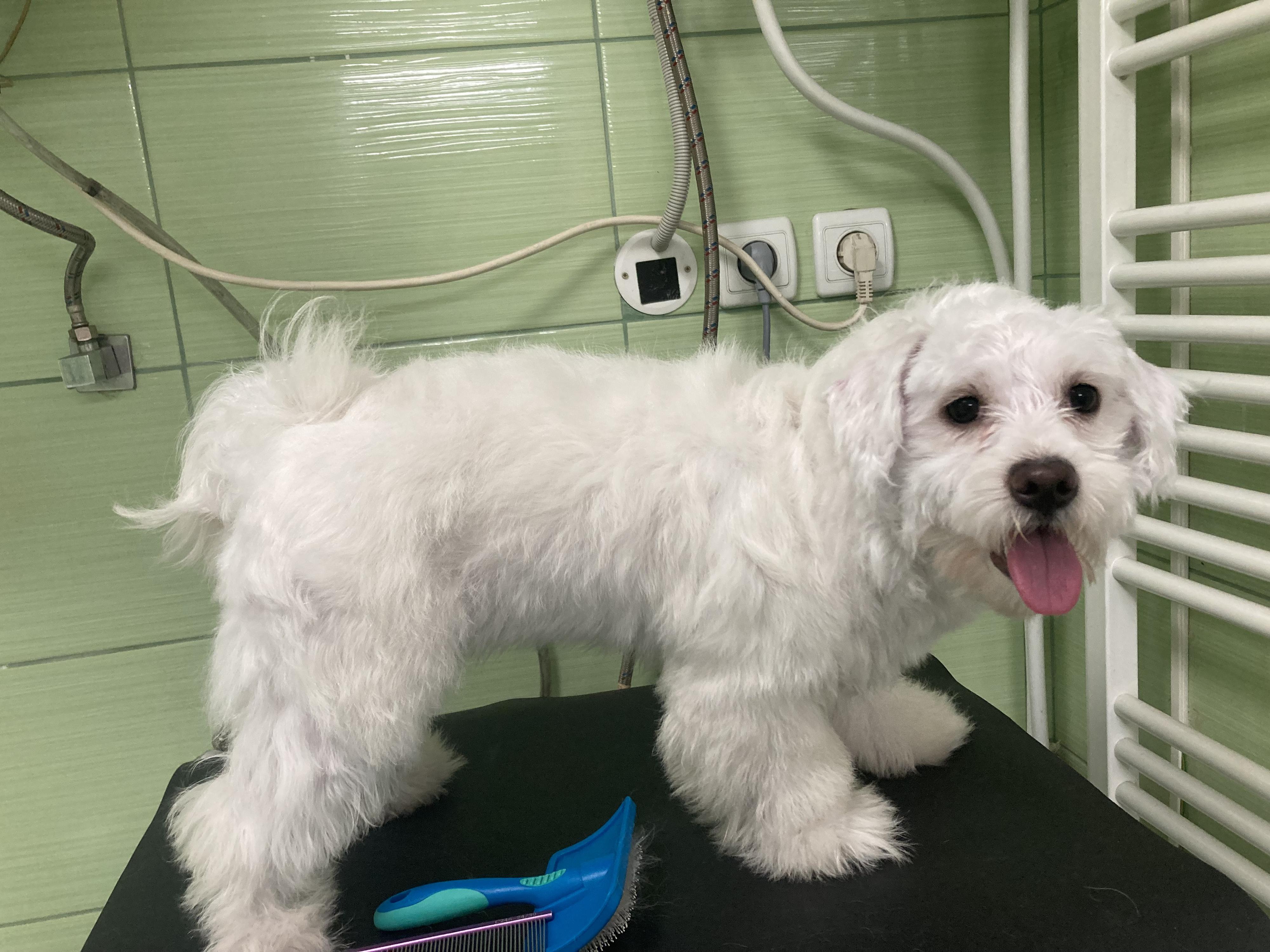 Mobilní psí salón Happy Tail foto 5