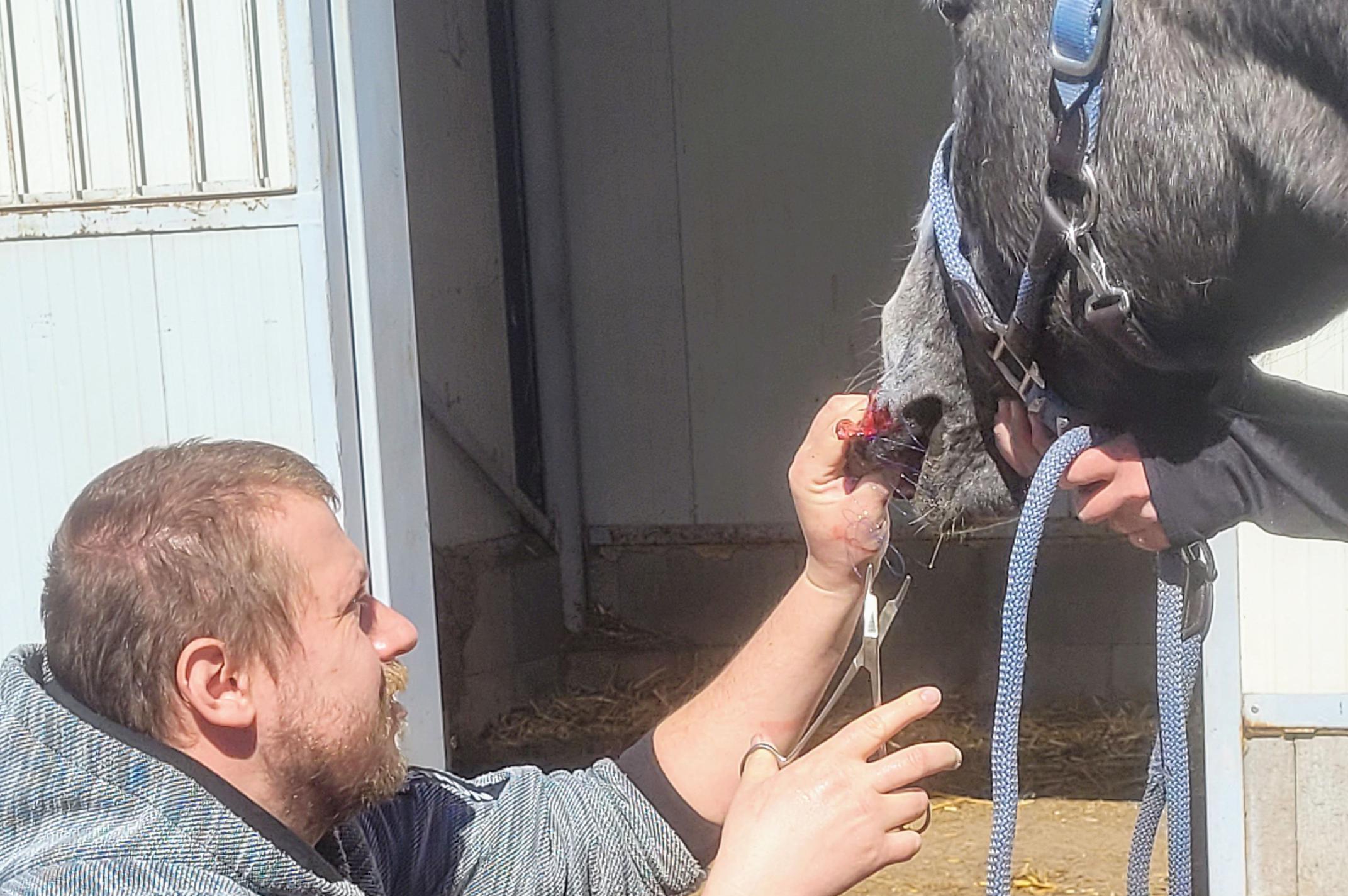 MVDr. Dávid Krajňák - Terénní veterinář pro hospodářská zvířata a koně