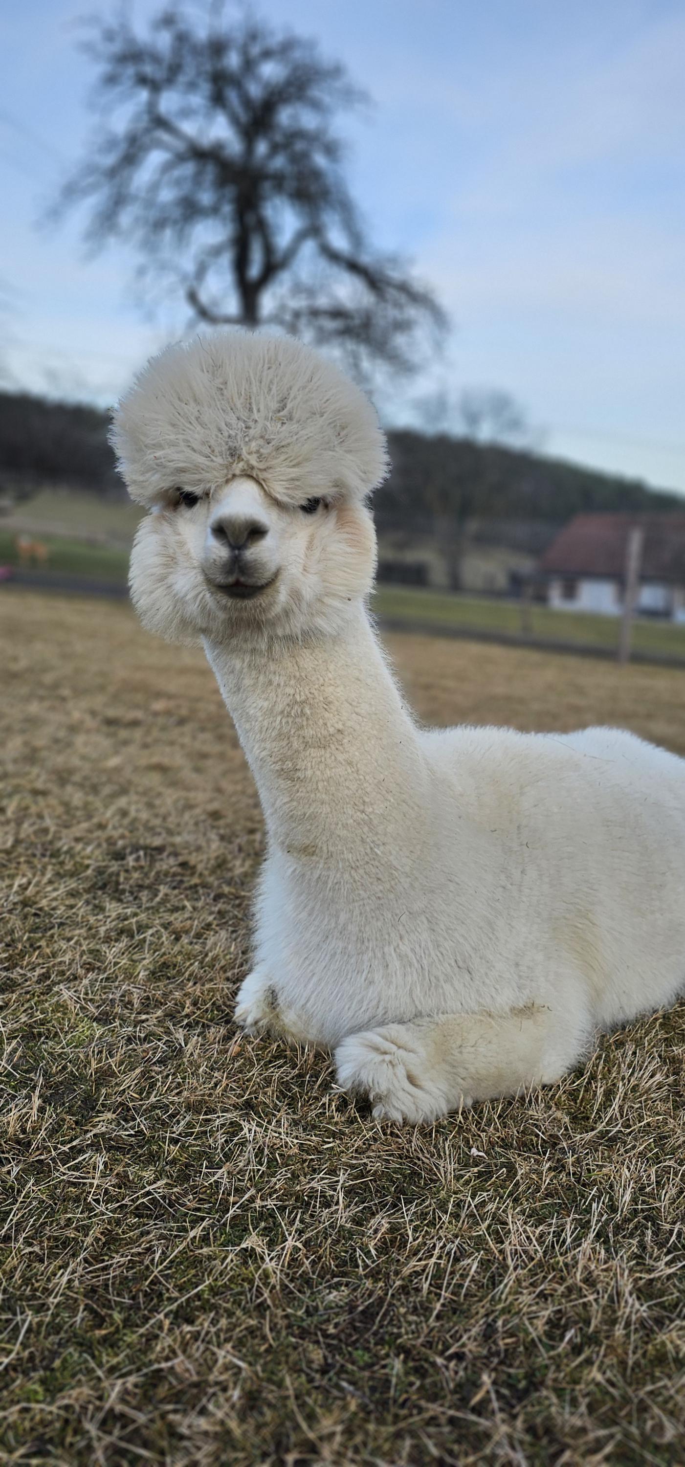 Alpaka farma Na Vyhlídce foto 5