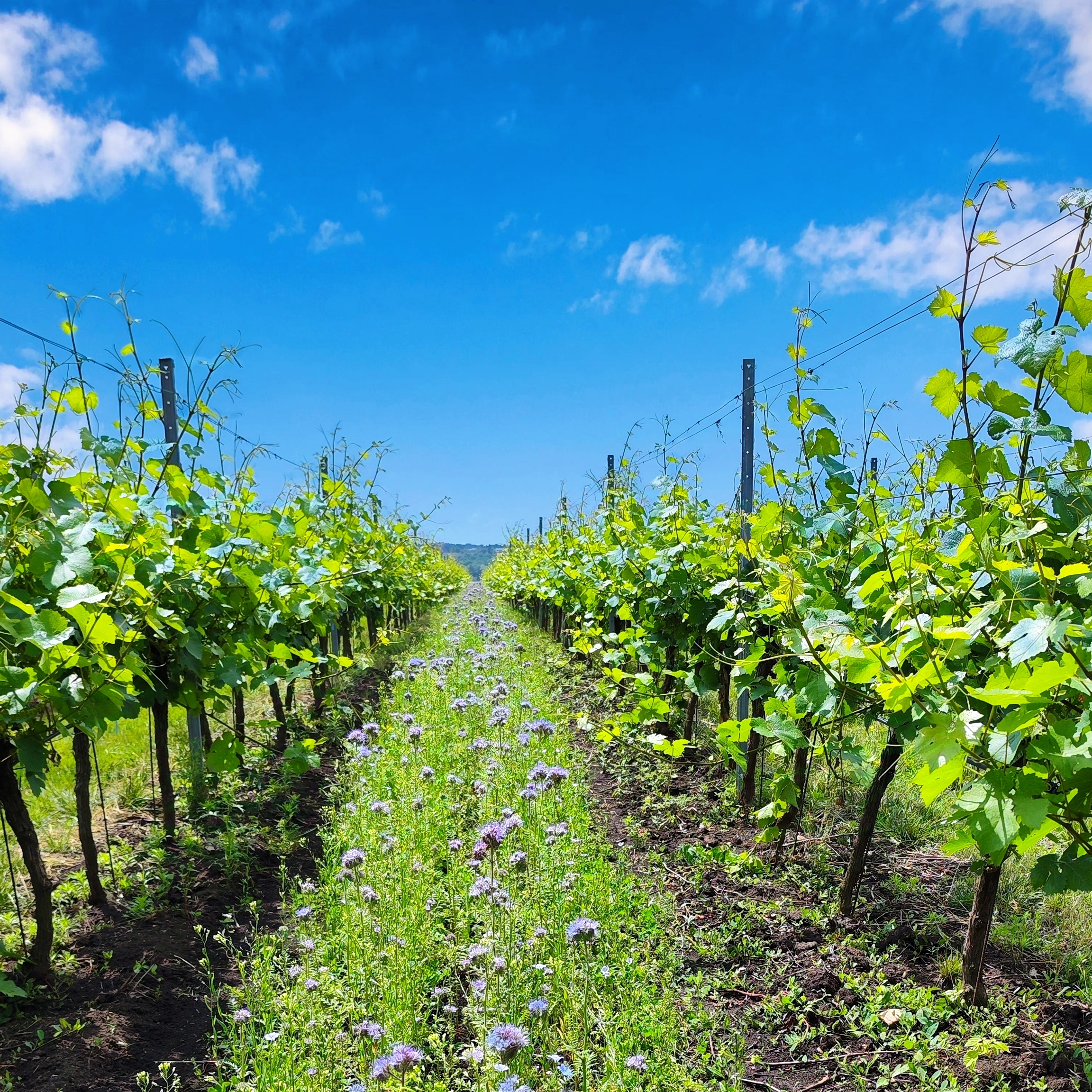 Vinařství Turoňovi - Vinný sklep foto 5