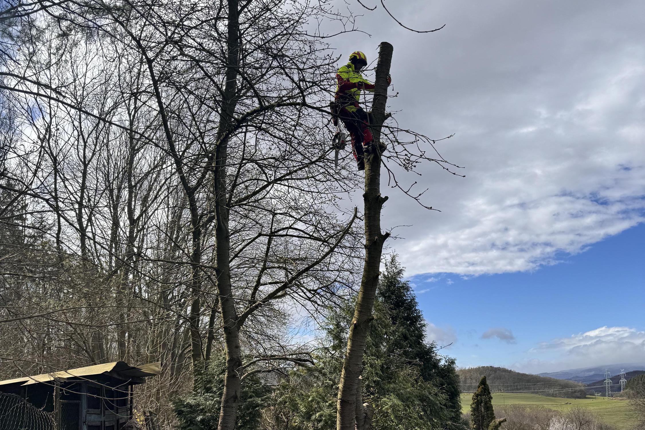 D&D rizikové kácení stromů