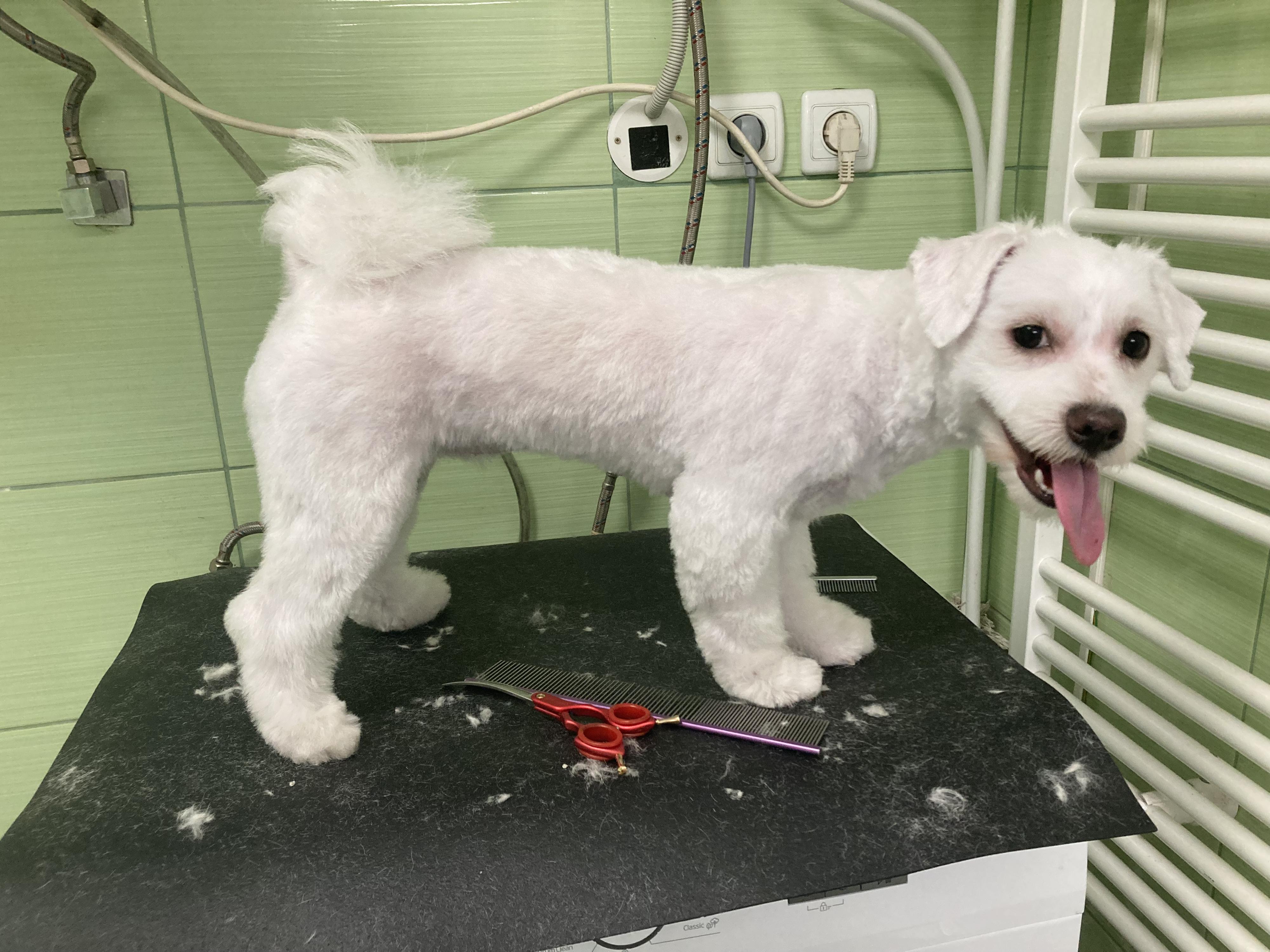 Mobilní psí salón Happy Tail foto 6