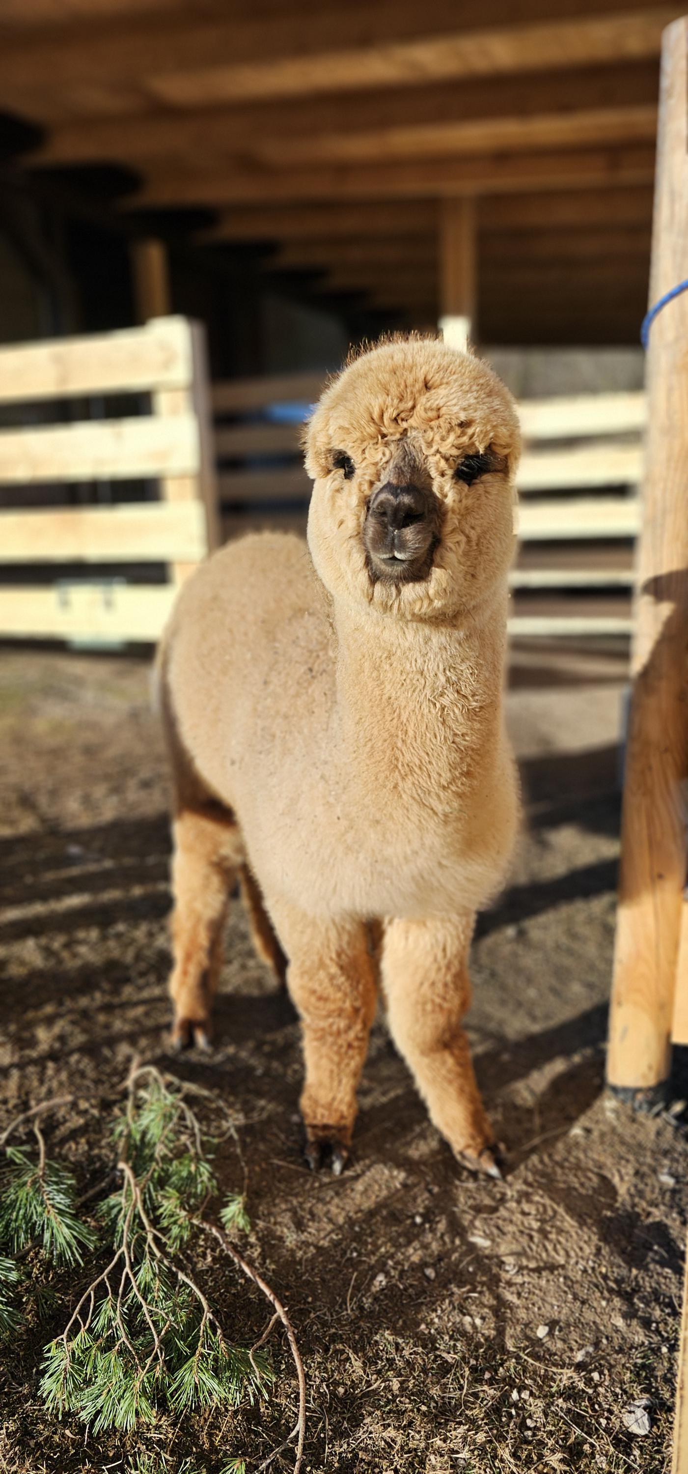 Alpaka farma Na Vyhlídce foto 3