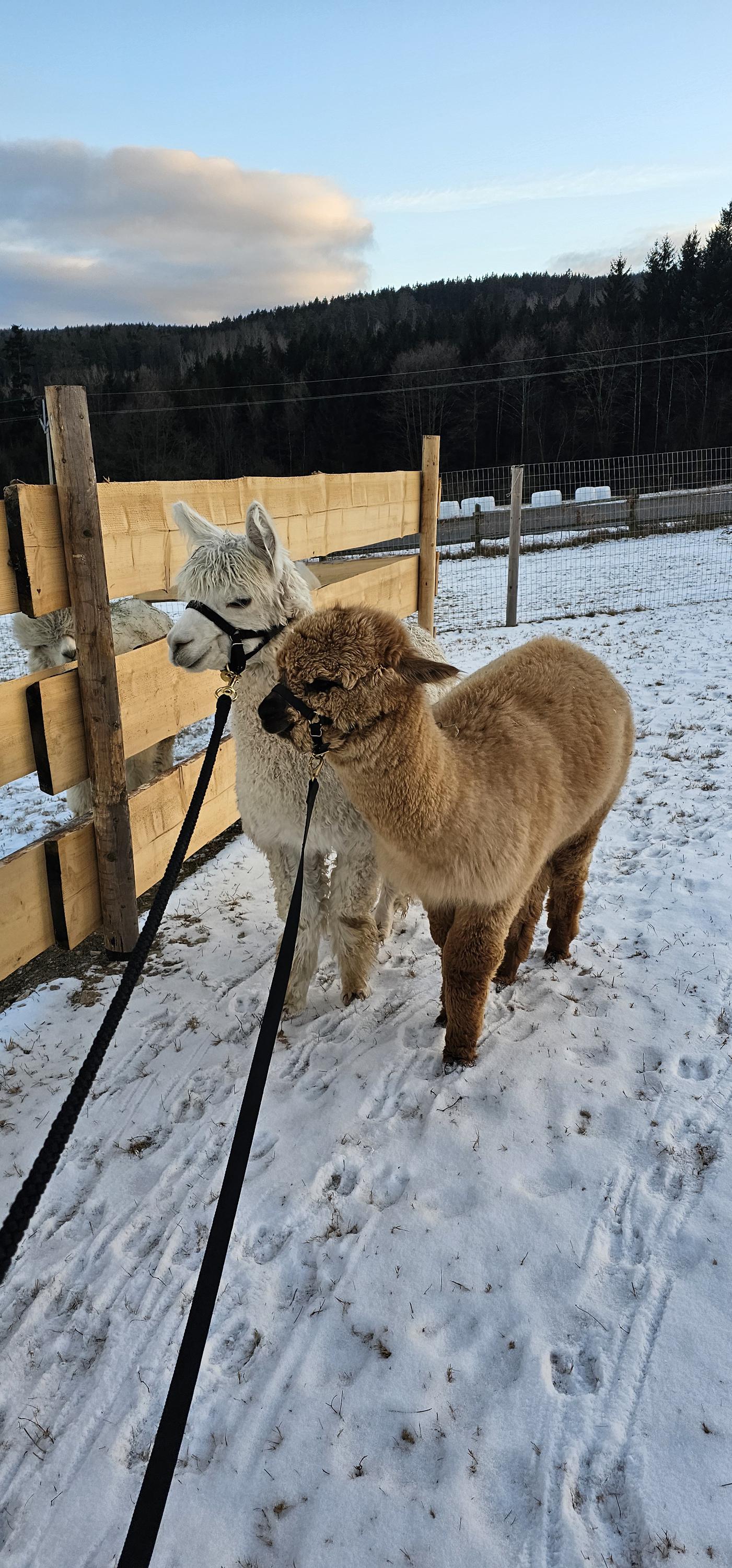 Alpaka farma Na Vyhlídce foto 1