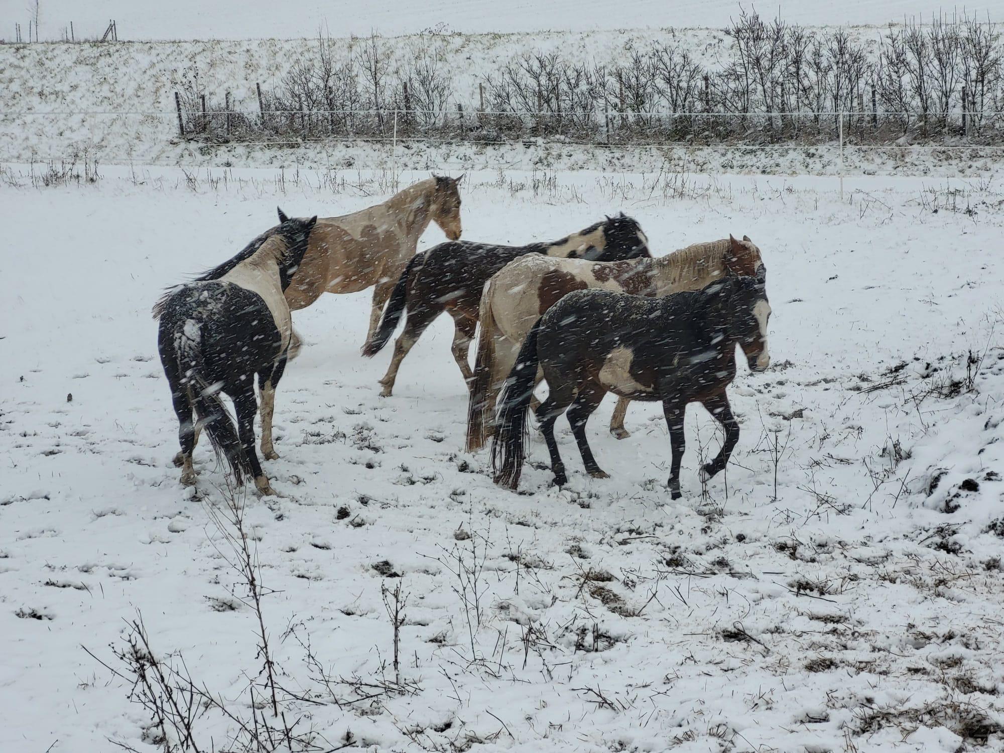 Stateček Černilov foto 3