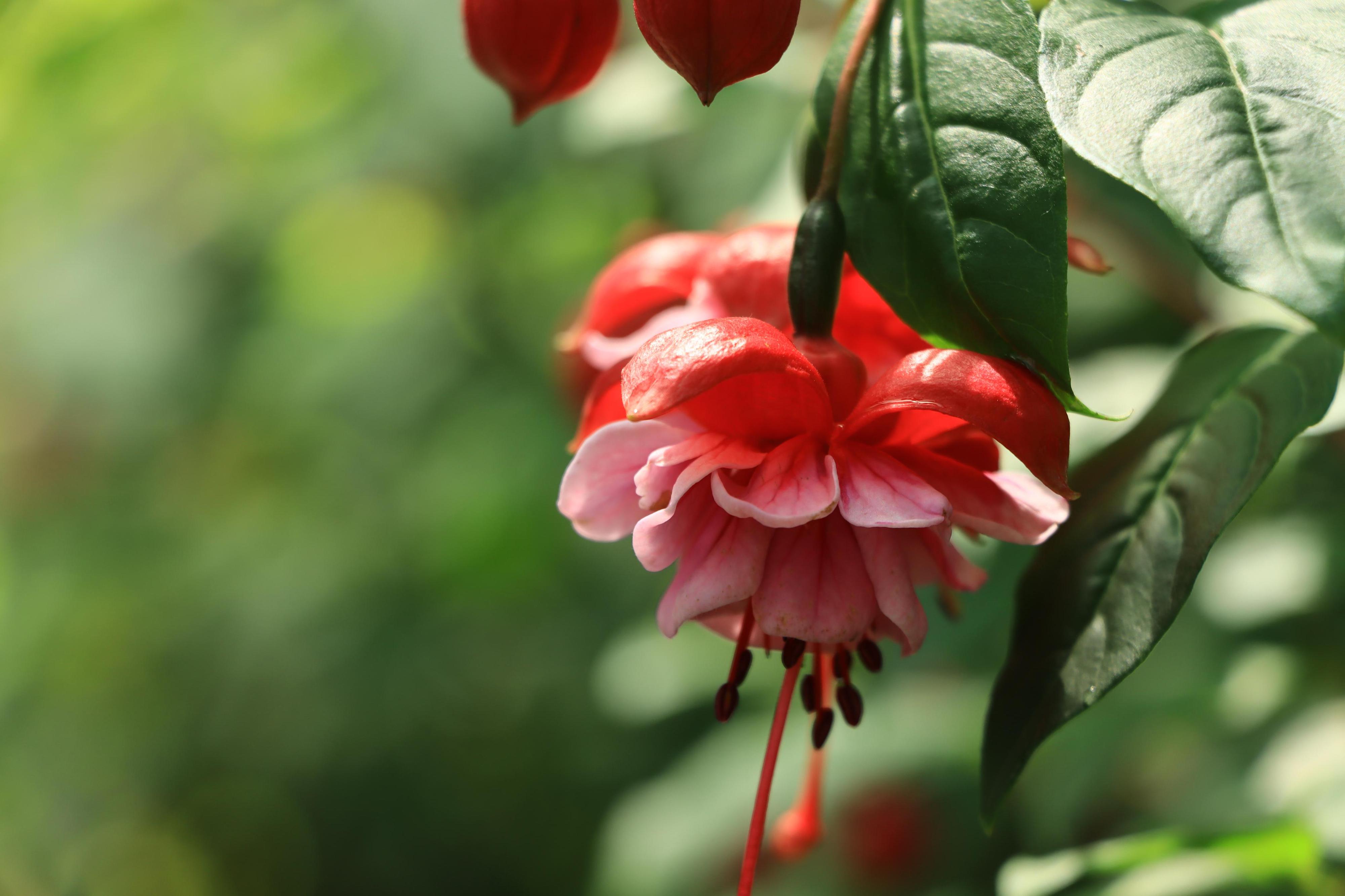 Fuchsie - Zámecká zahrada Buchlovice