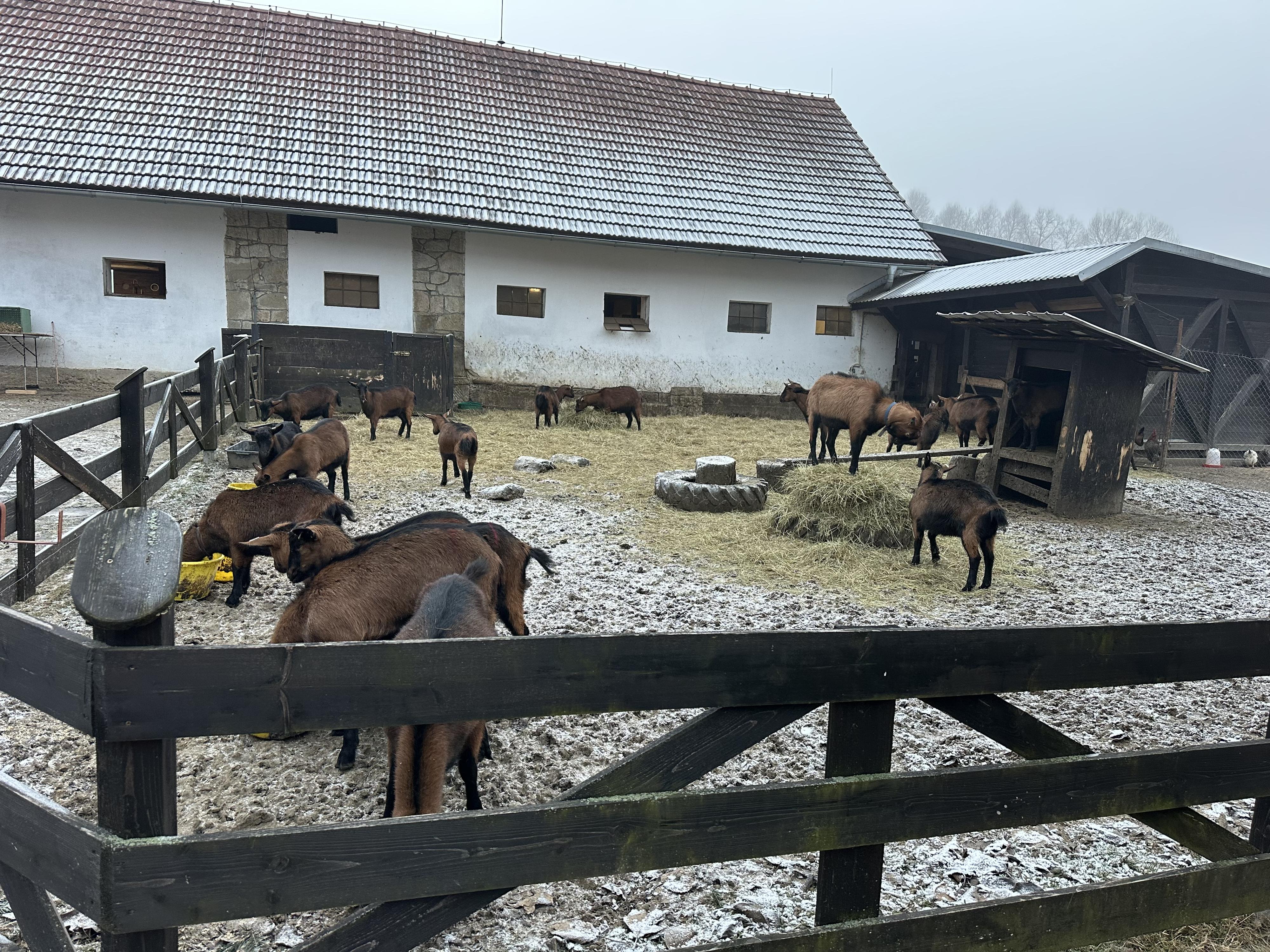 Kozí farma ZERLINA foto 6