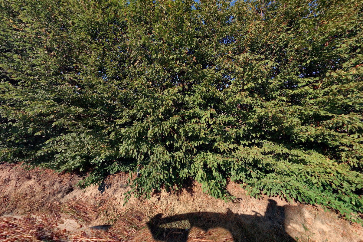 Jelení a Dančí farma