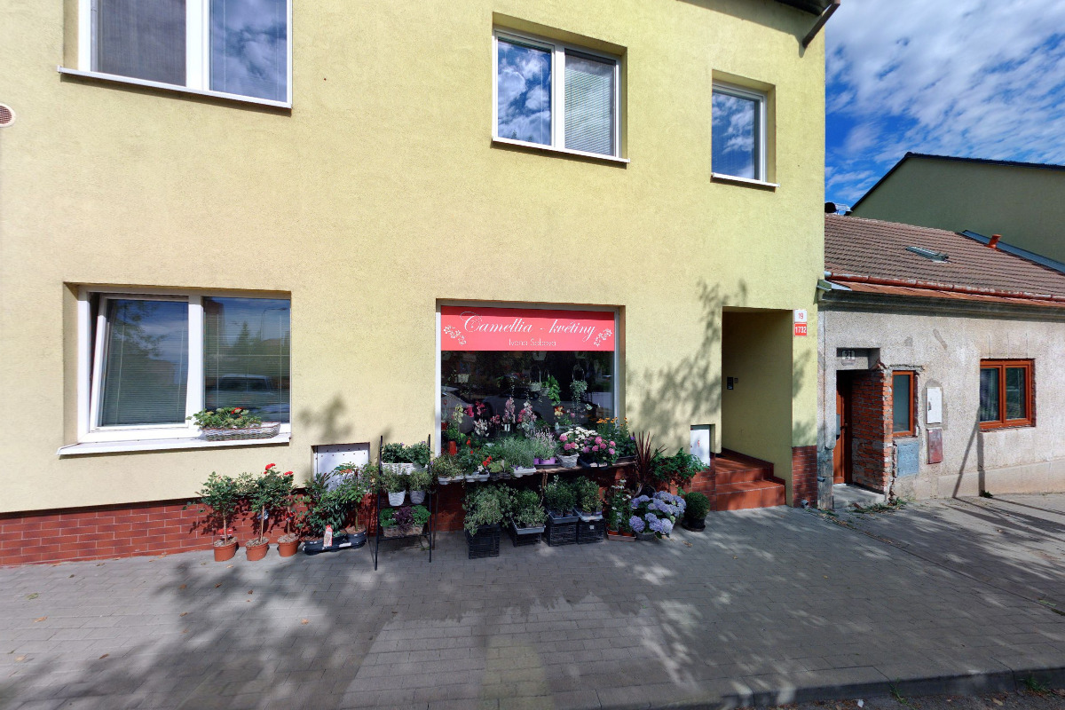 Camellia květiny foto 2