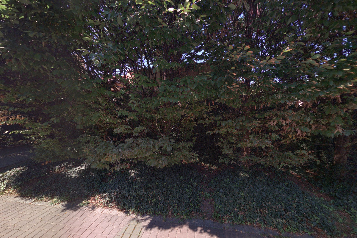 Veřejná zeleň města Brna