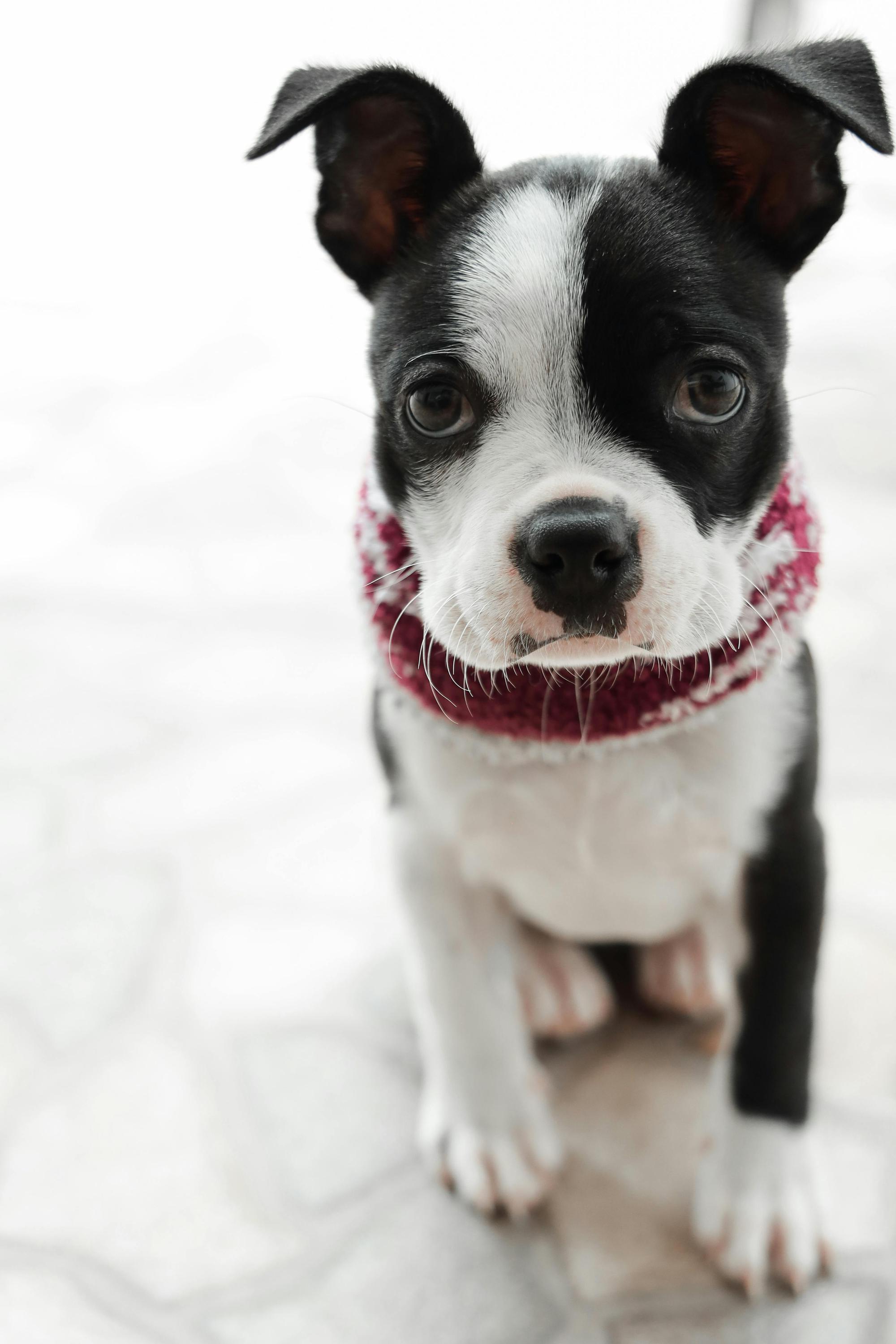 Looking For Pets foto 6