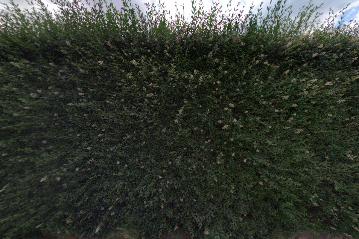 Jaroslava Holubářová