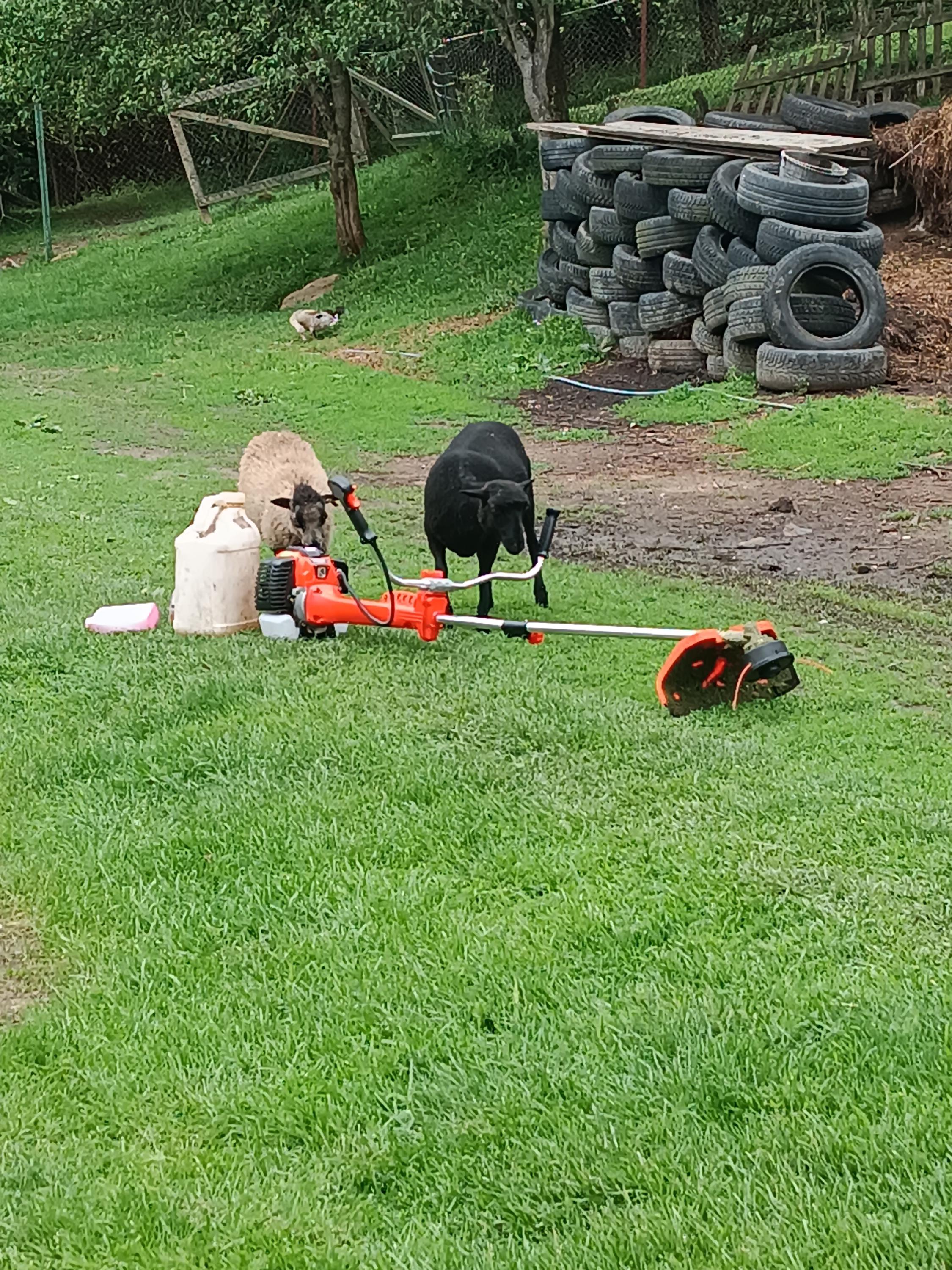 Prodej mléka - Petra Harbichová foto 4