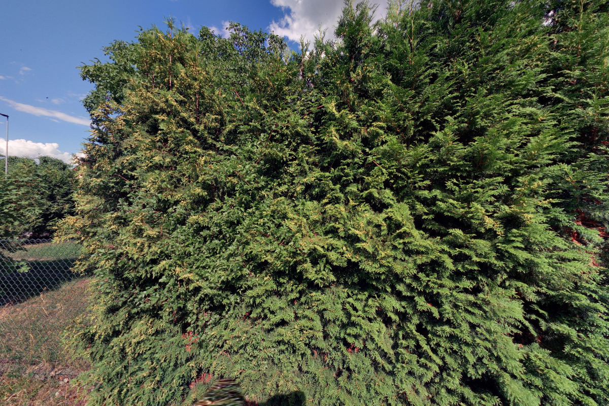 JUDr. Elena Stonjeková