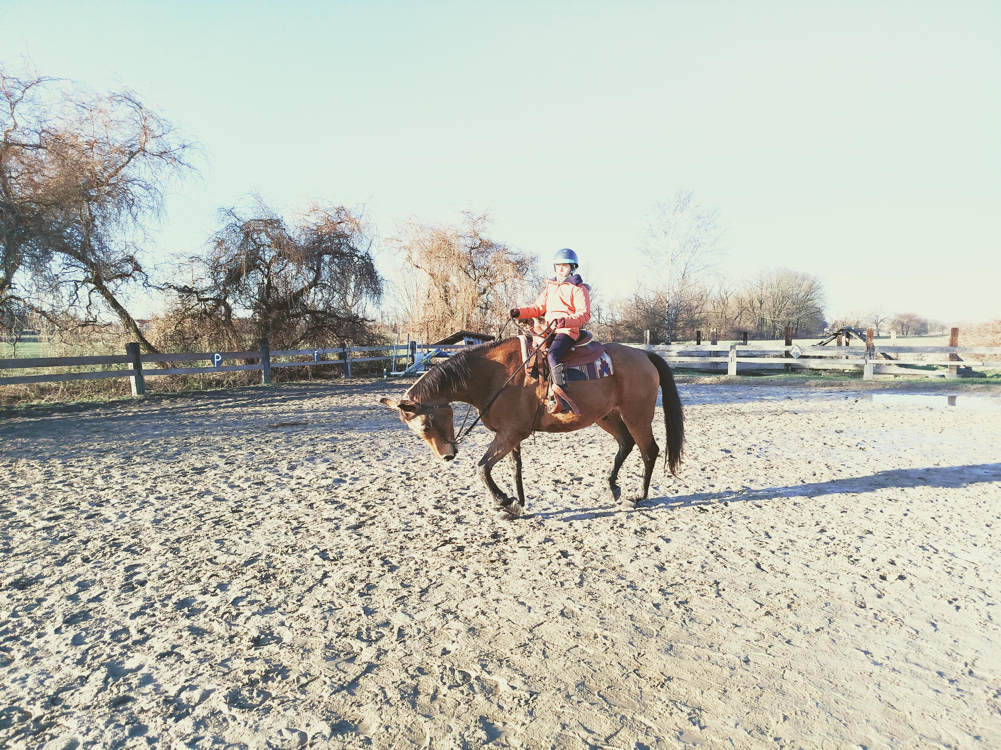Stáj KoMoDaMa - Jezdecký spolek Borneo foto 1