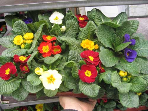 Červinkovo zahradnictví foto 2