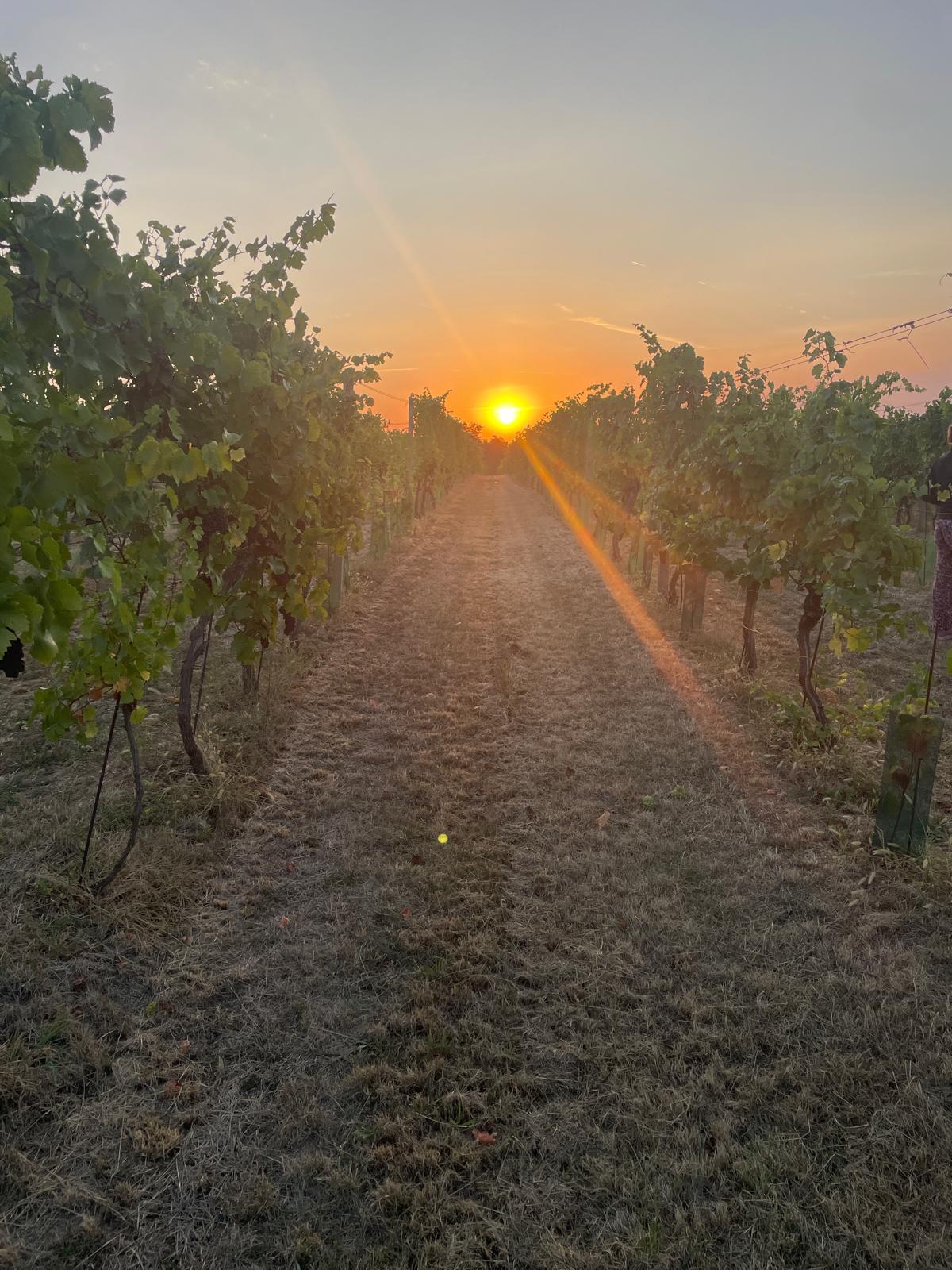 Vinný sklep U borovice (Vinařství Karel Endlicher) foto 2