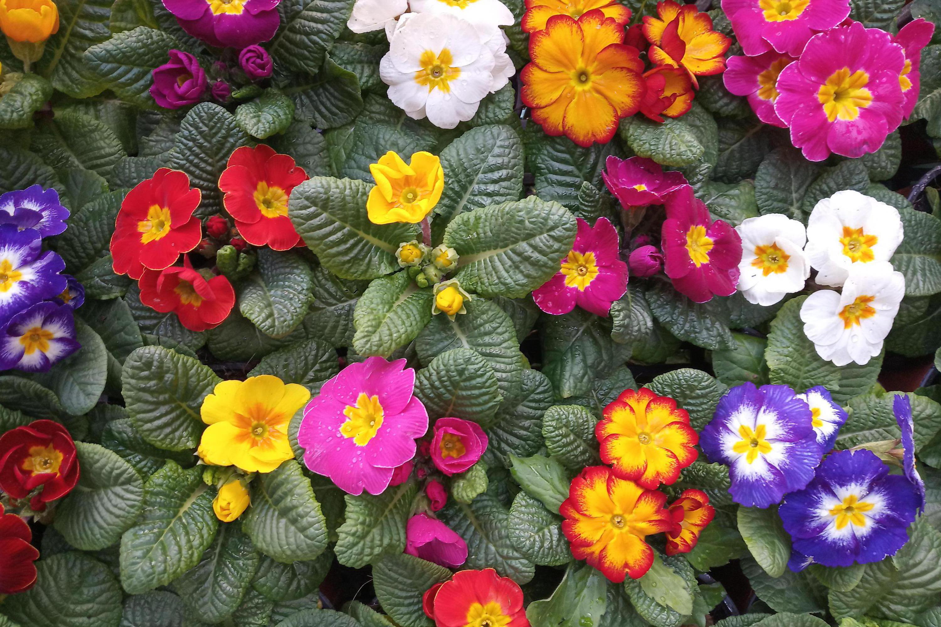 Červinkovo zahradnictví