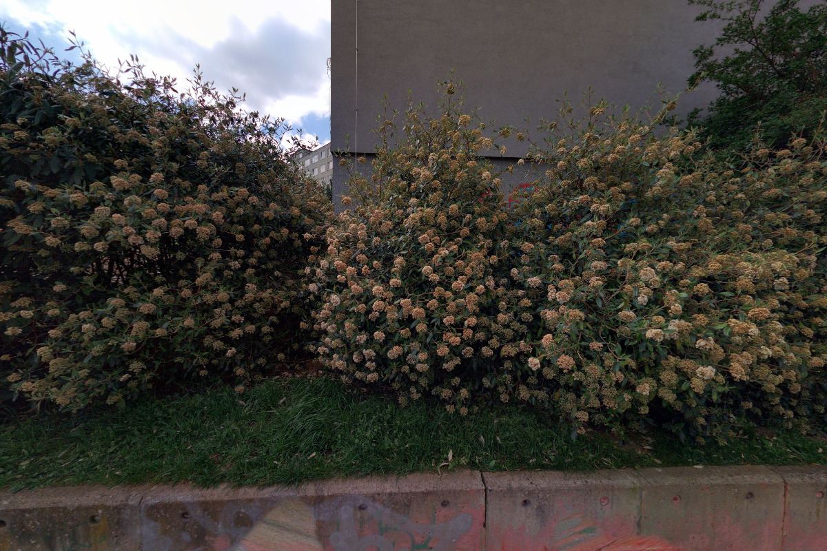 Český svaz chovatelů,z.s.,Specializovaná organizace chovatelů morčat