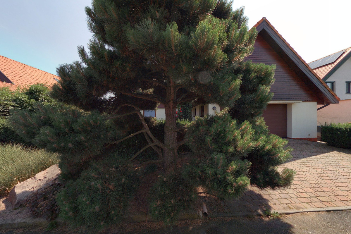 Ing. Pavel Schuch -  OKRASNÁ ŠKOLKA