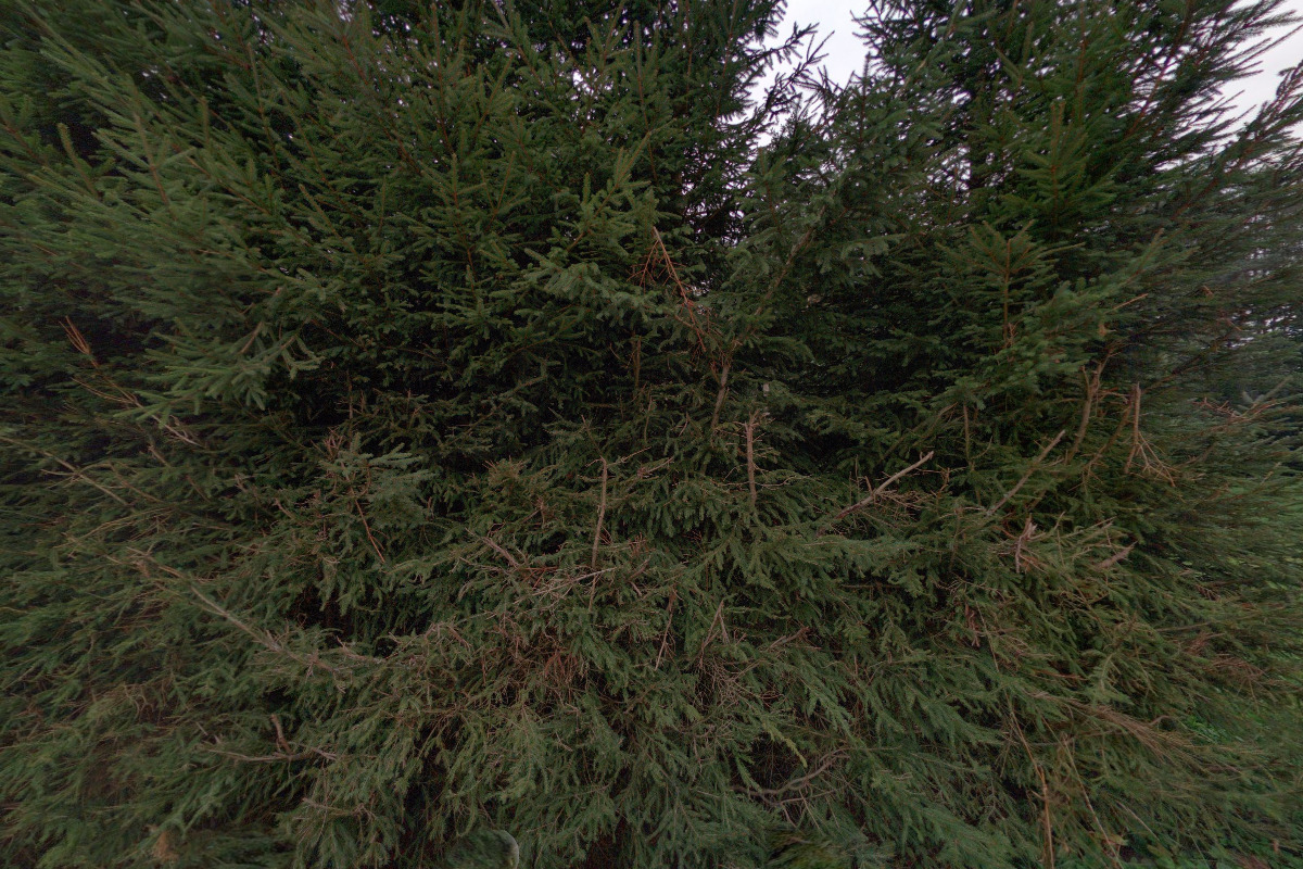 Sportovní klub Rohozná