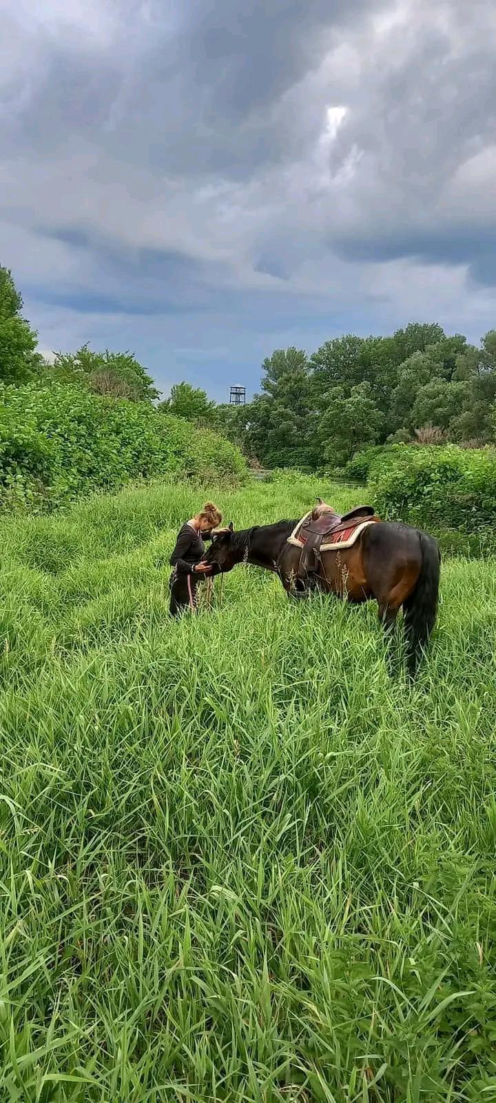 Stáj KoMoDaMa - Jezdecký spolek Borneo foto 3
