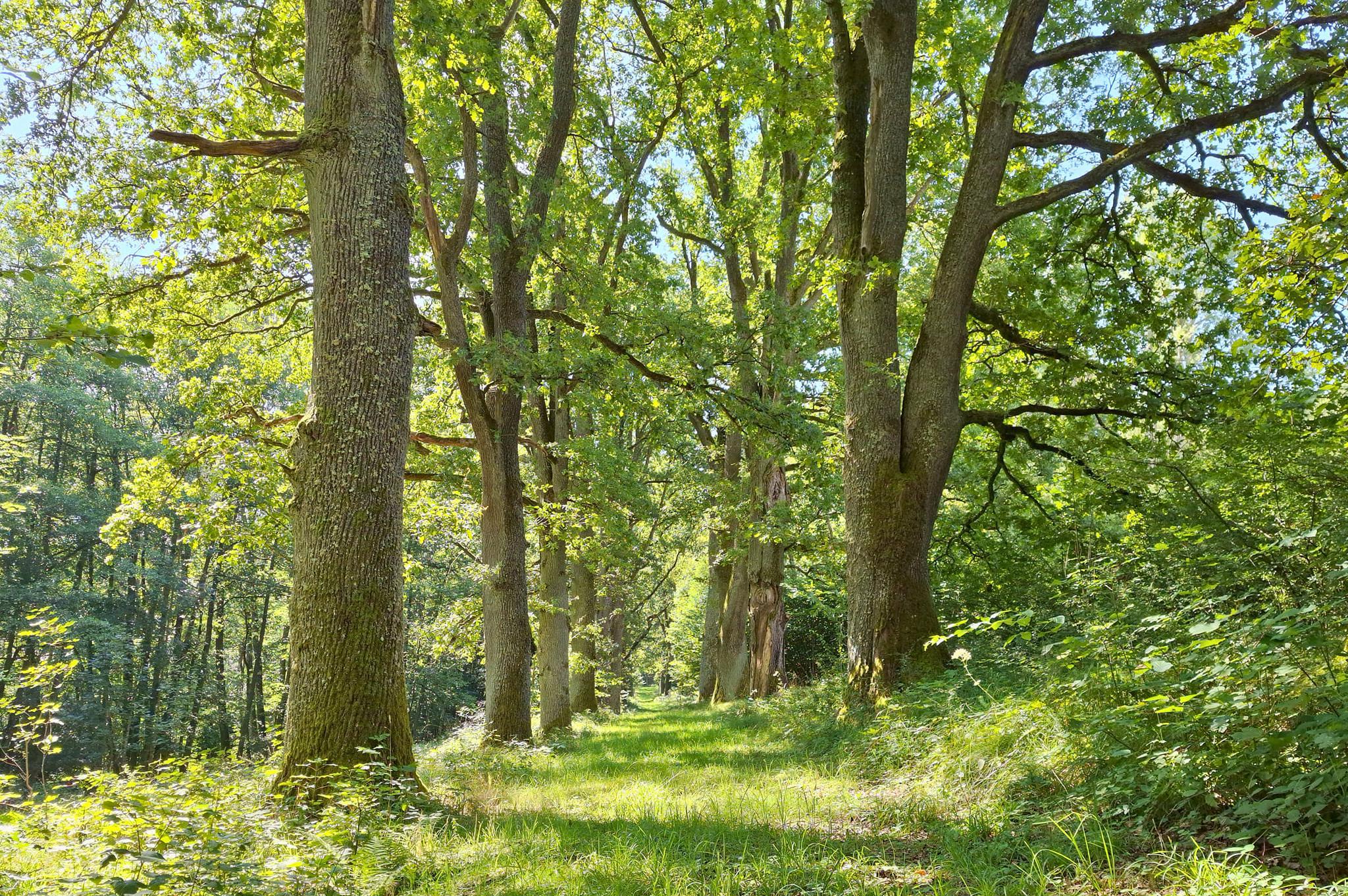 Domažlické městské lesy