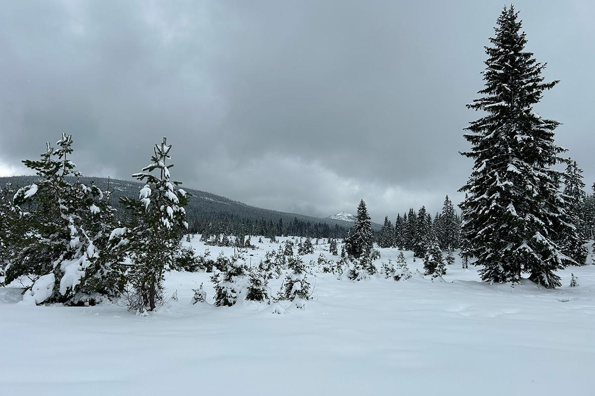 Upravované běžkařské stopy