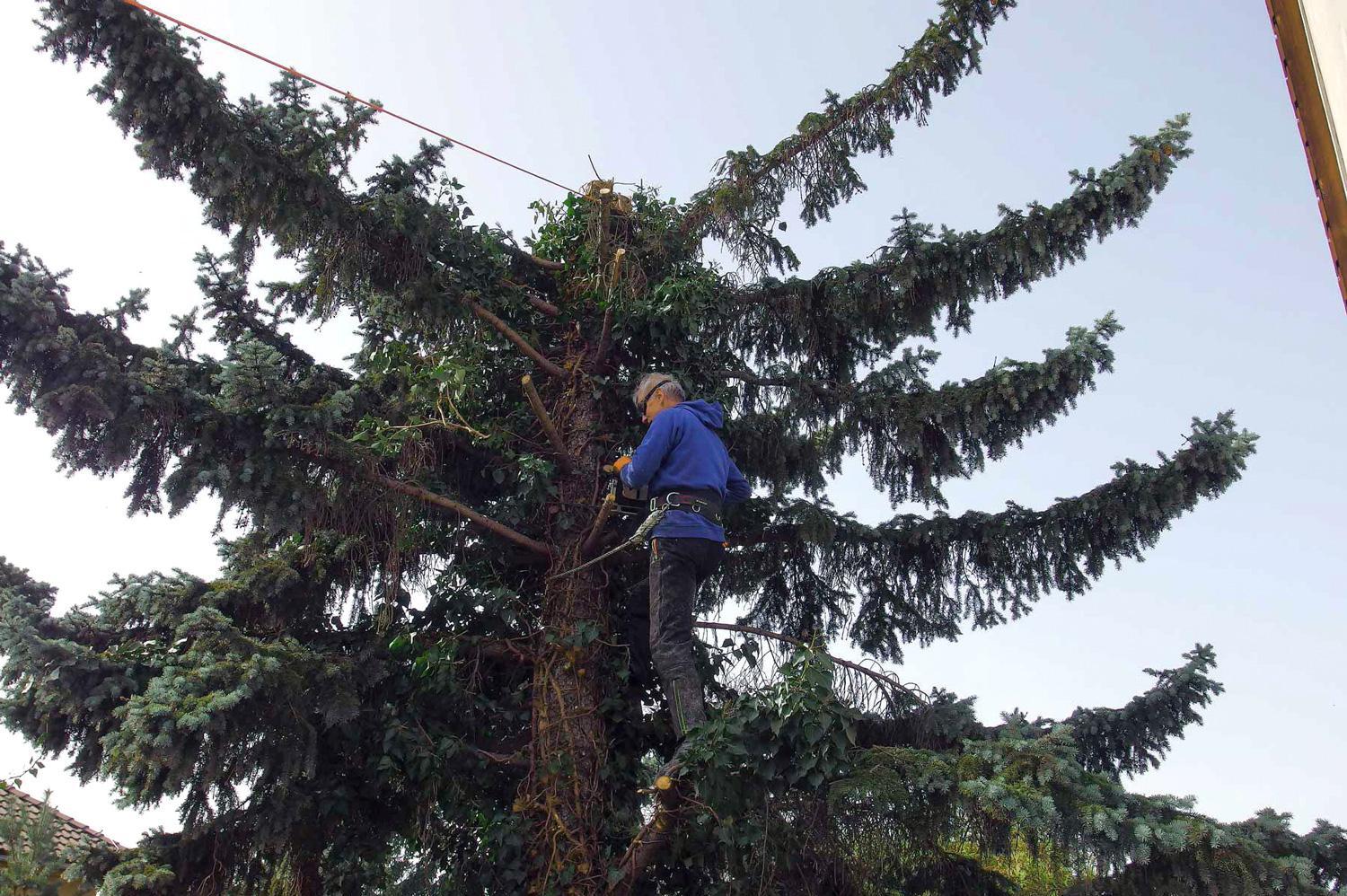 Kácení a prořez dřevin Jiří Anderle