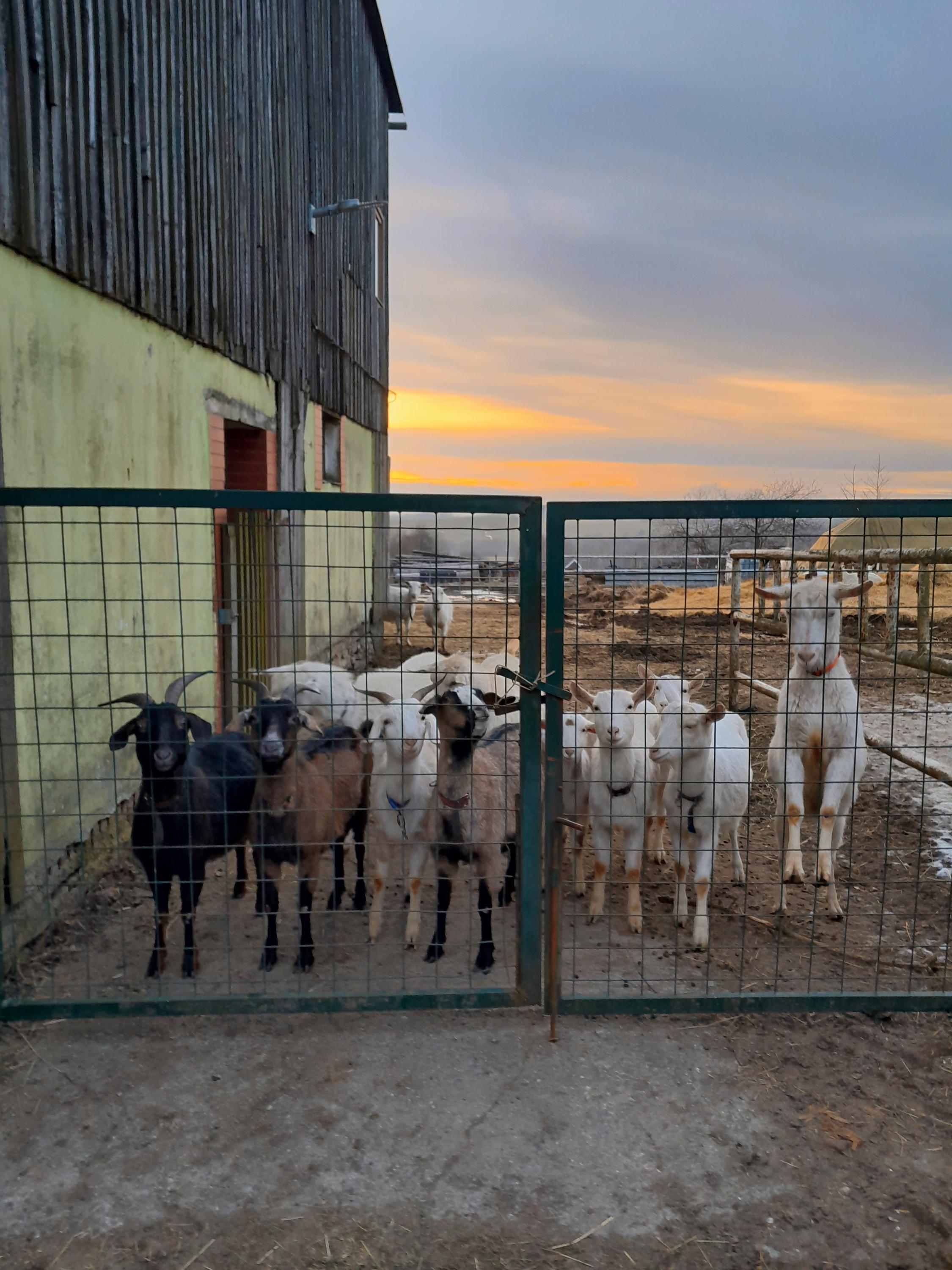Kozí farma - U Křížku foto 2