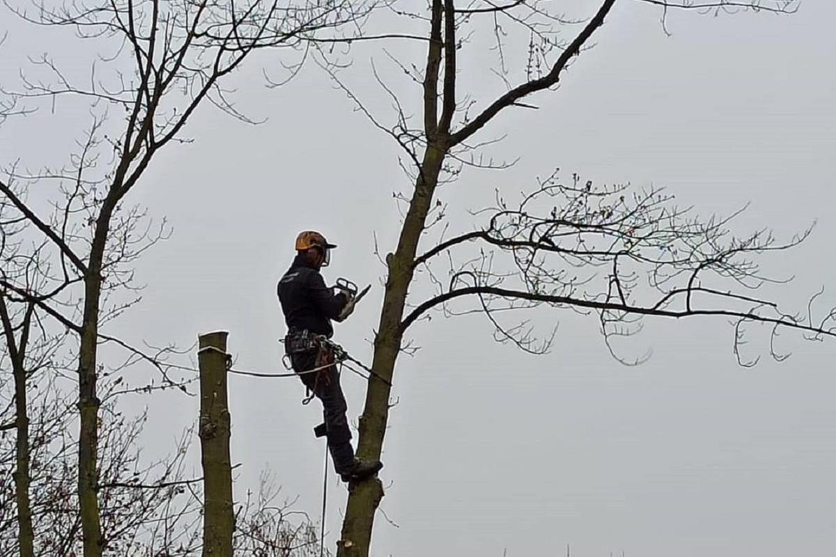 Kácení rizikových stromů - Arborista Lukáš Blažek s.r.o.