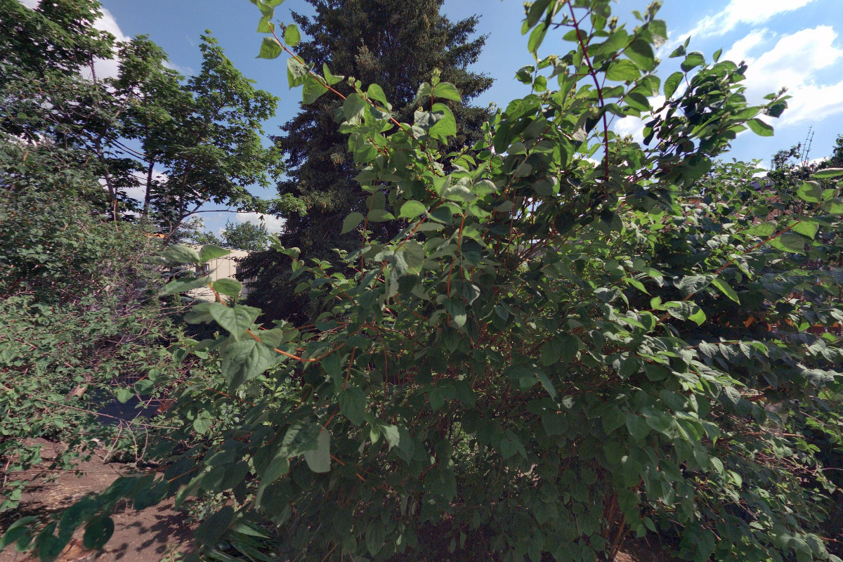 Centrum sociálních služeb Praha - Krizové centrum RIAPS foto 3