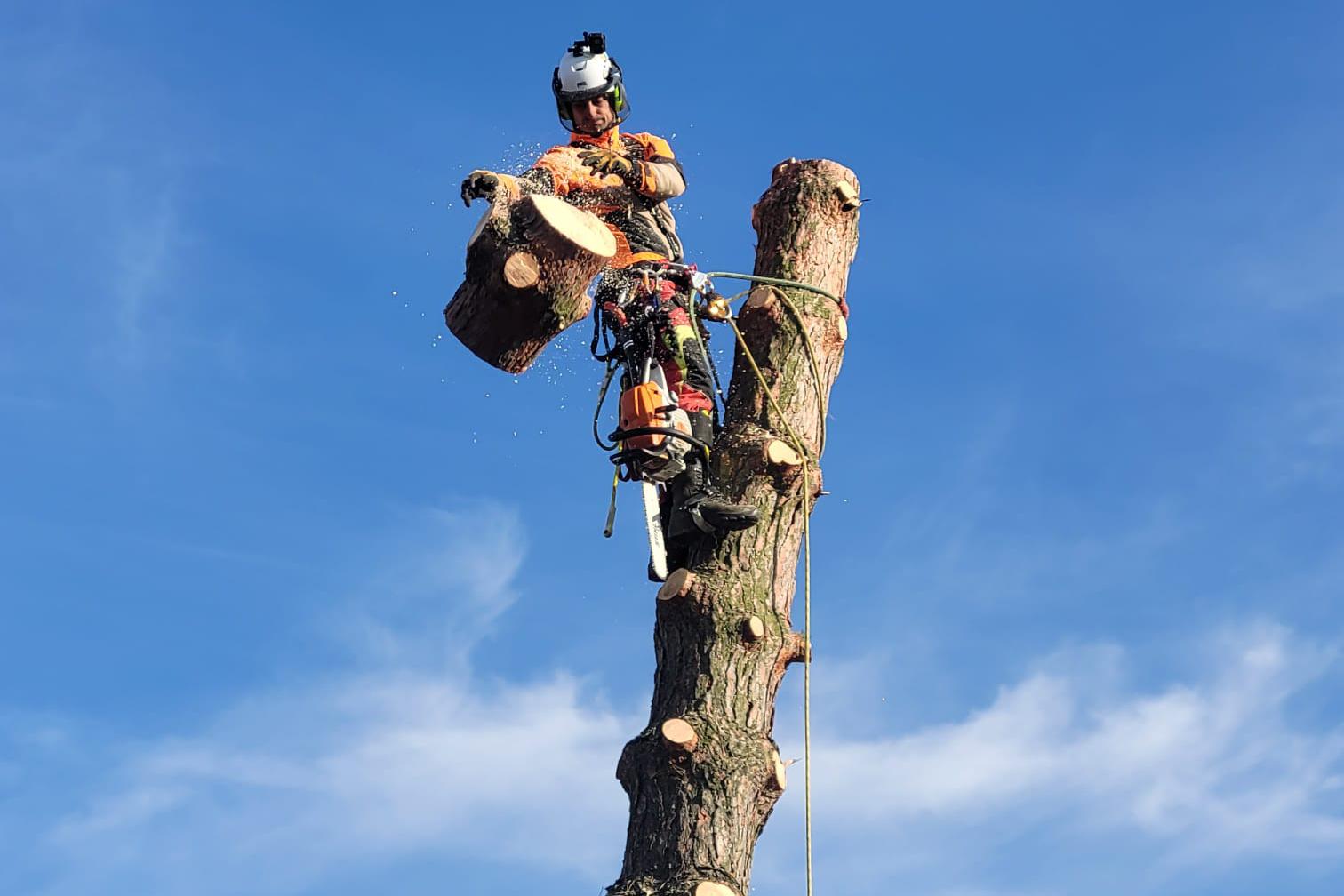 Rizikové kácení Vladimír Gašper