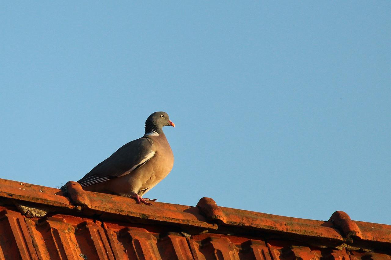 Likvidace holubího trusu Obchody levně