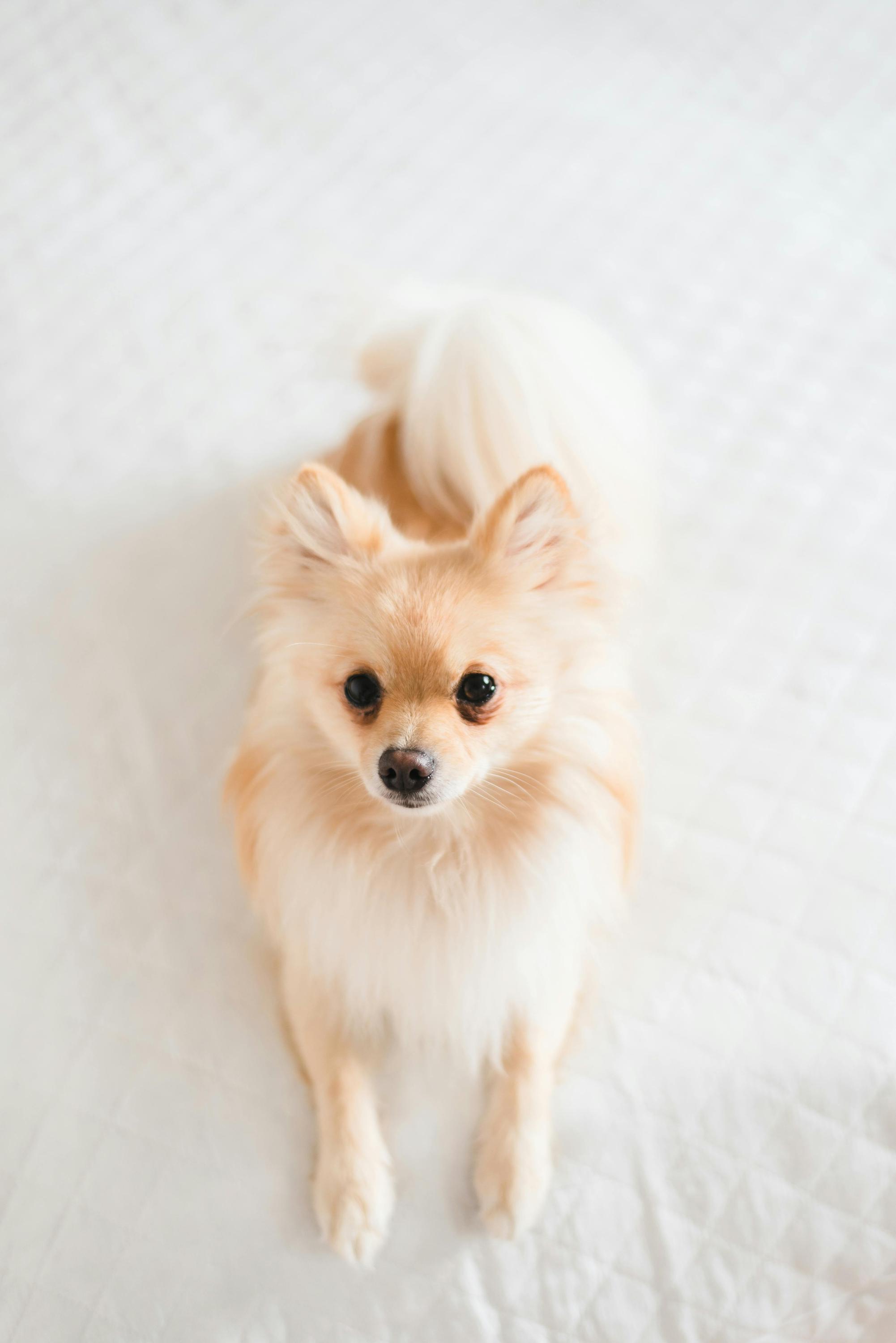 Looking For Pets foto 4