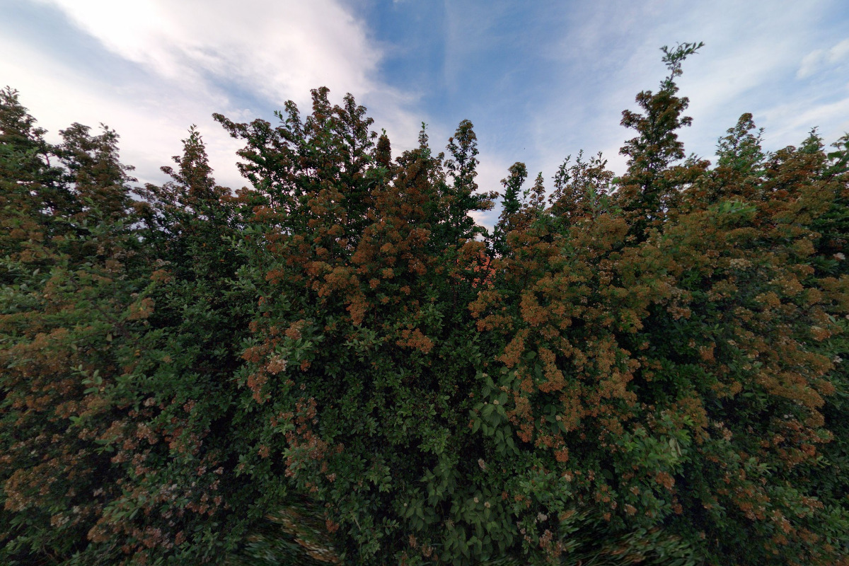 Ing. Monika Zahálková