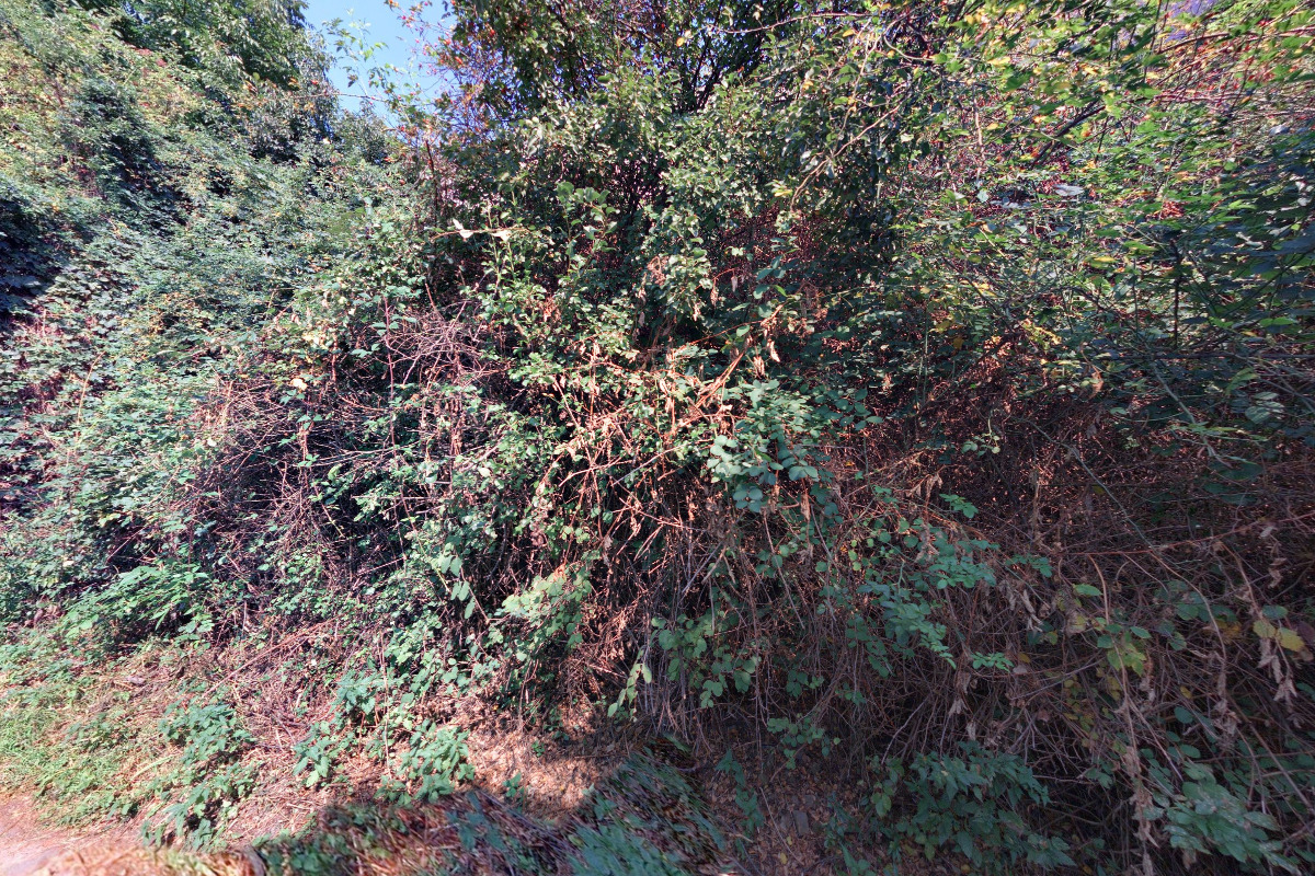 Člověk a pes – psí sporty