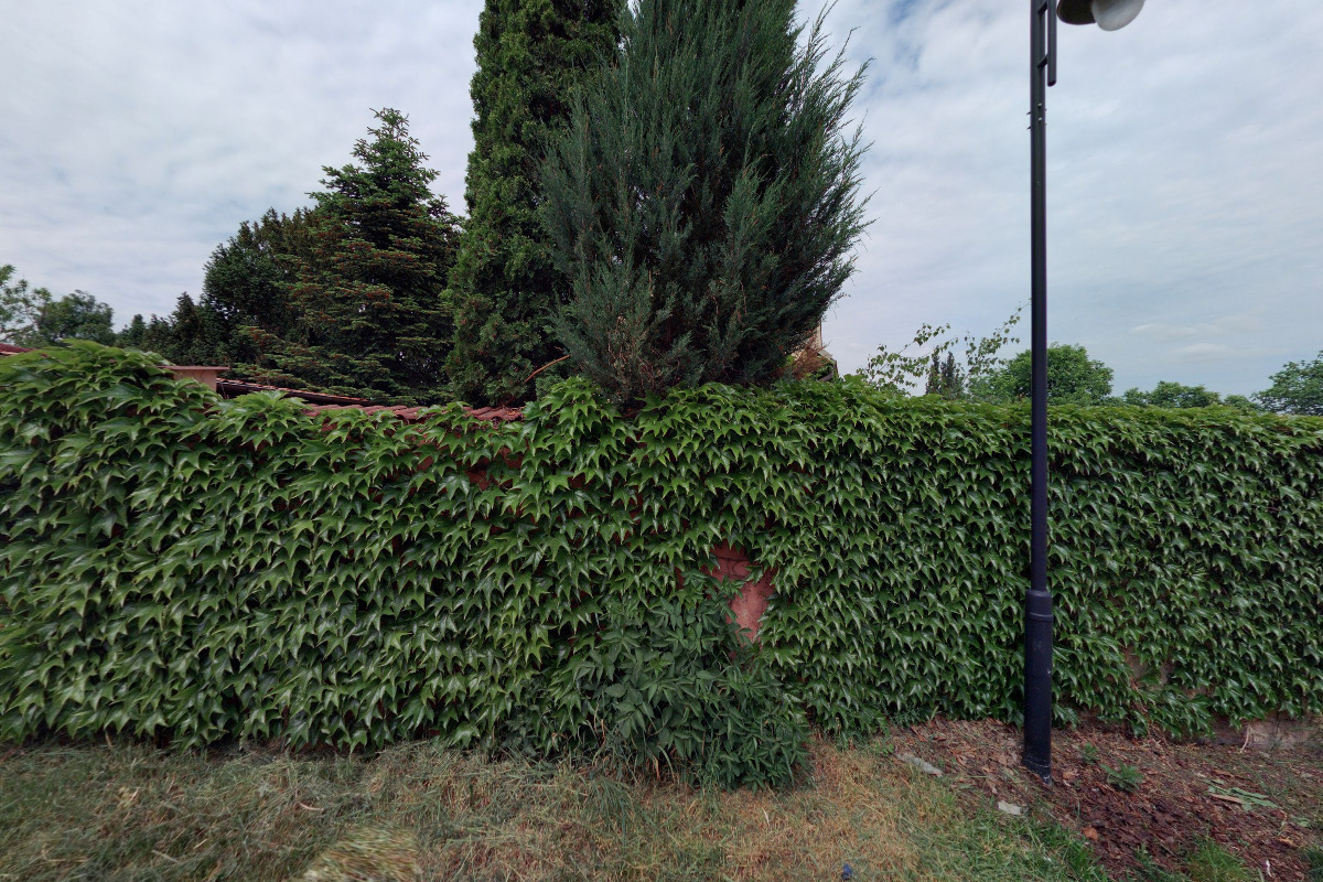 Český kynologický svaz ZKO Brandýs nad Labem - 290