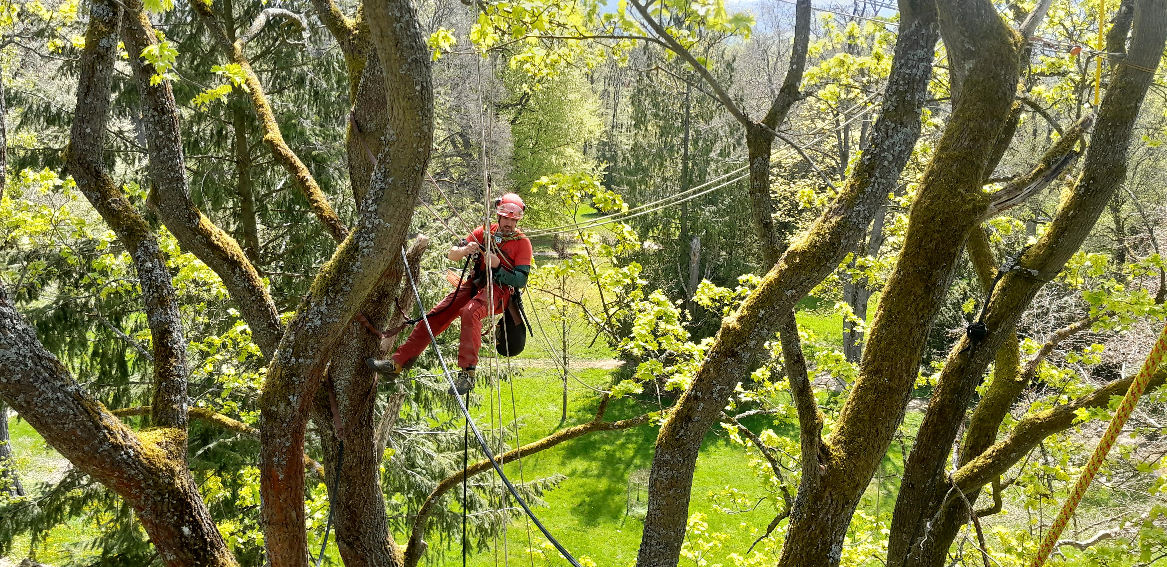 Arboristika Michal Sedláček