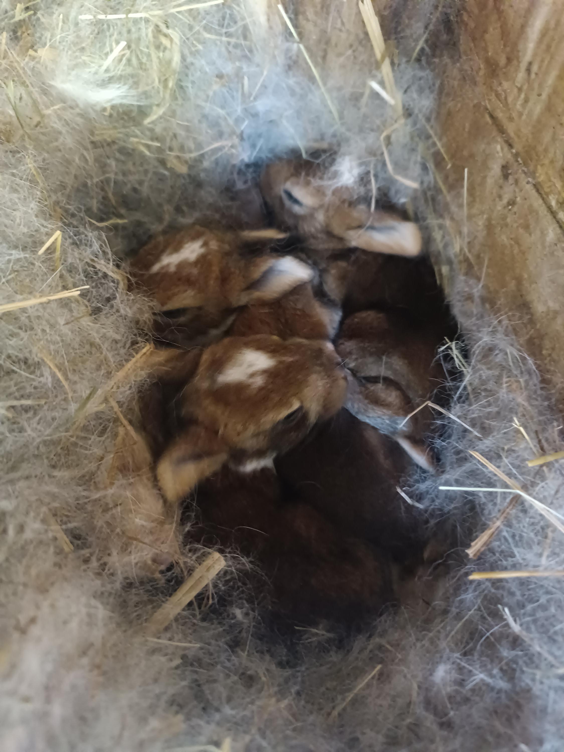 Prodej mléka - Petra Harbichová foto 3