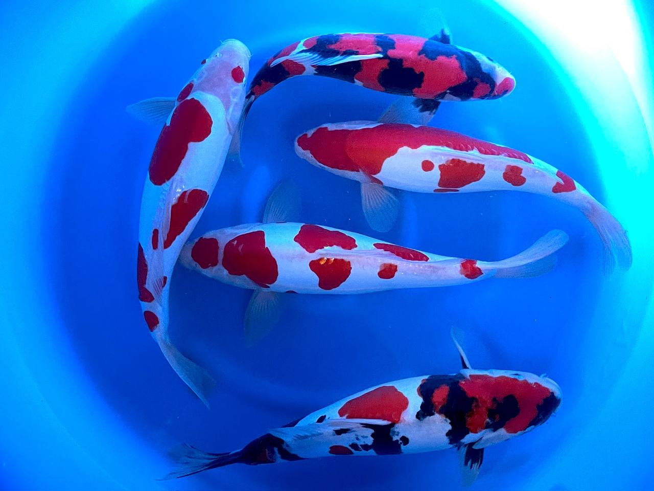 AQUATICA KOI CENTRUM foto 4