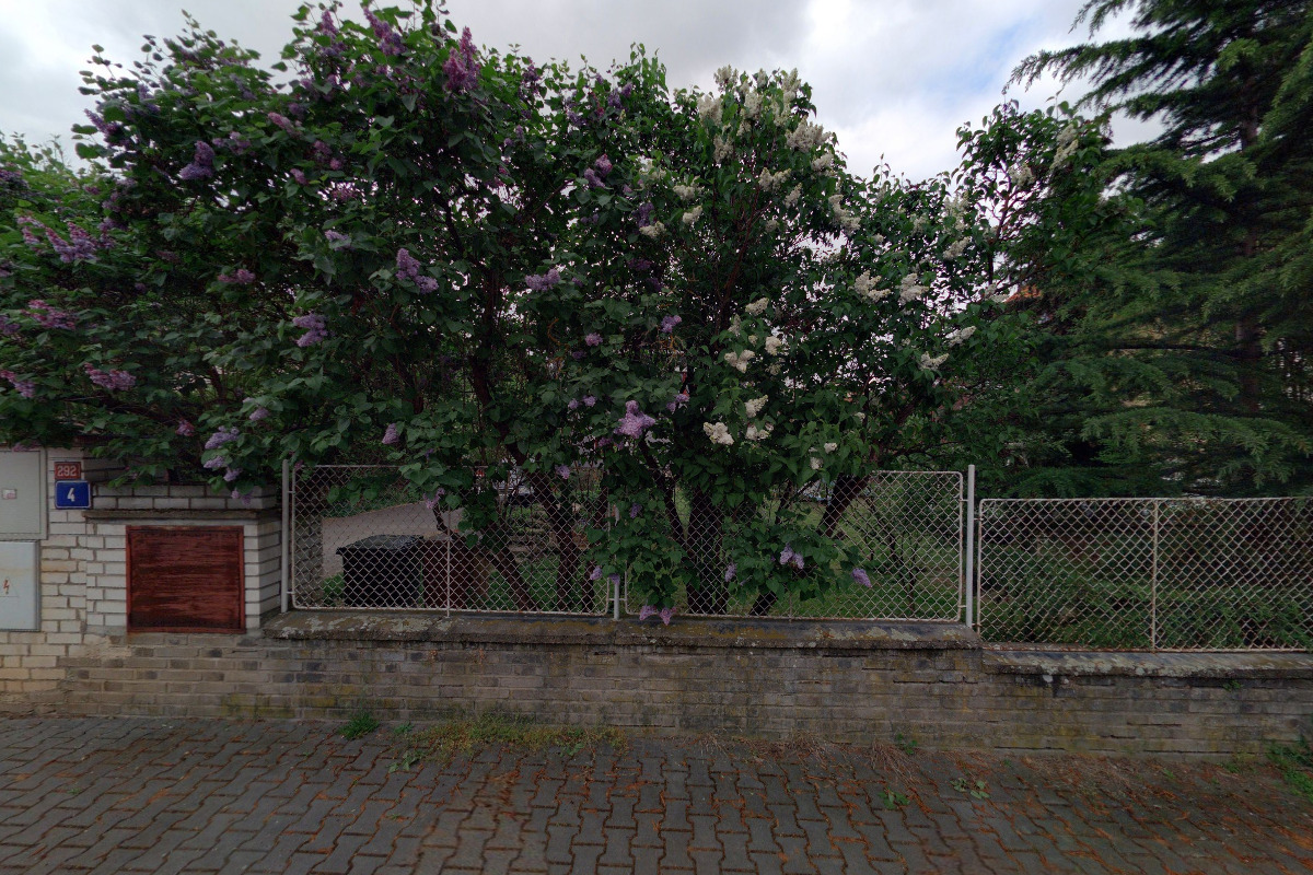 Anima Animal - Rhodesian Ridgebacks kennel foto 1